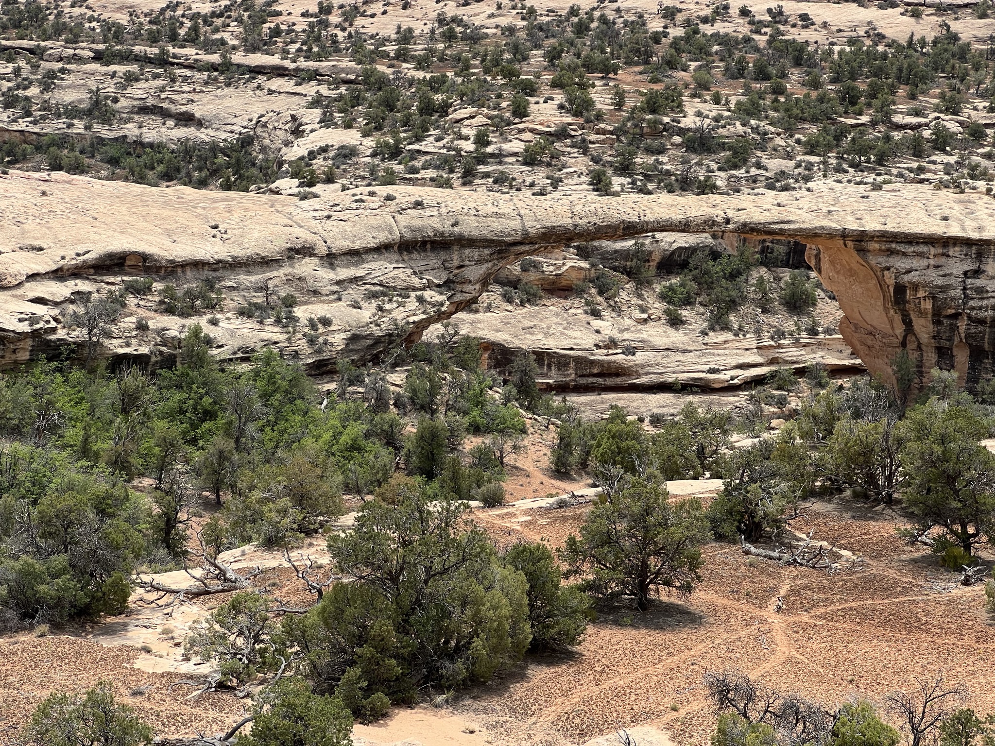 Natural Bridges National Monument
