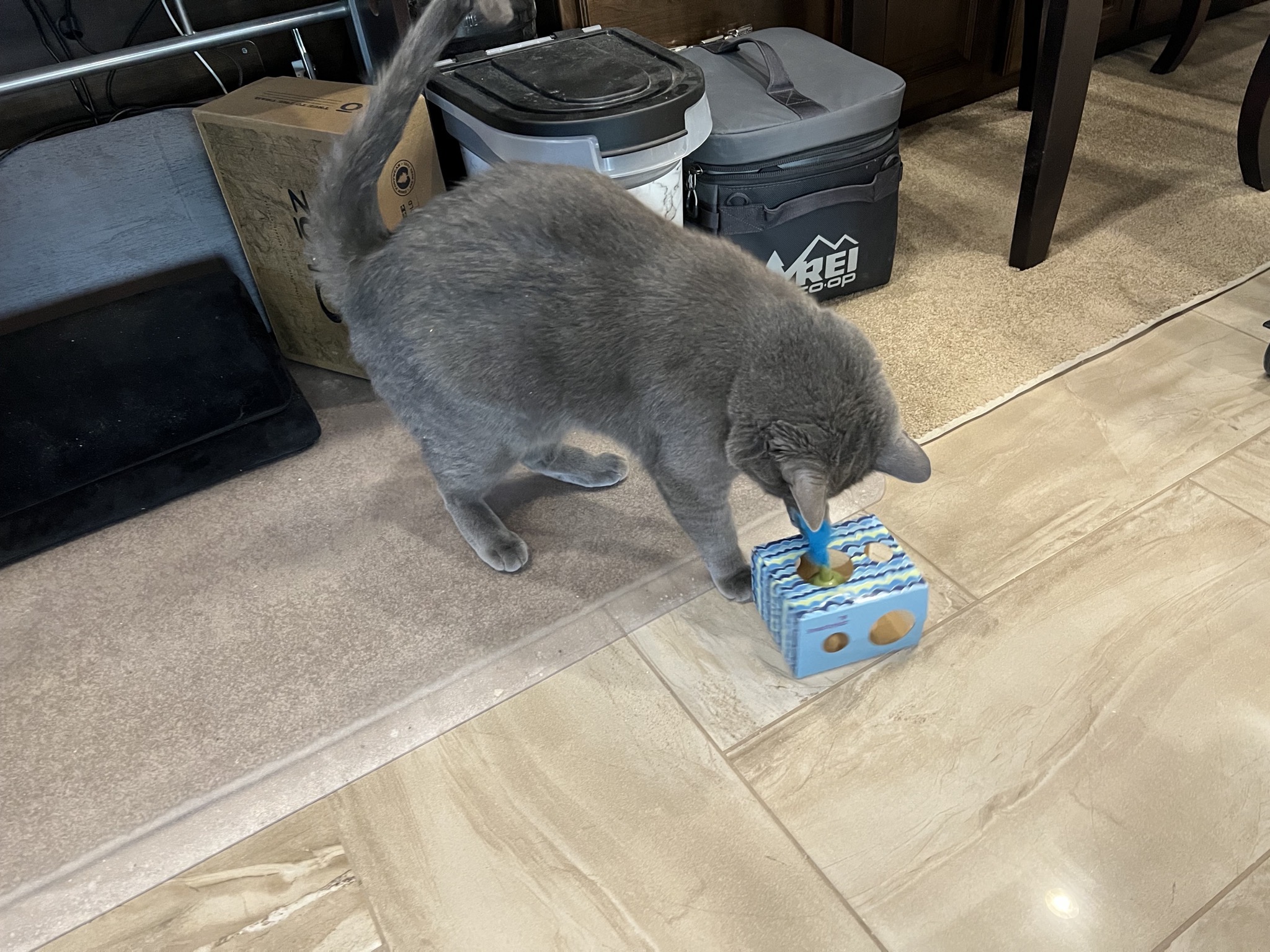 Paladin with a new toy