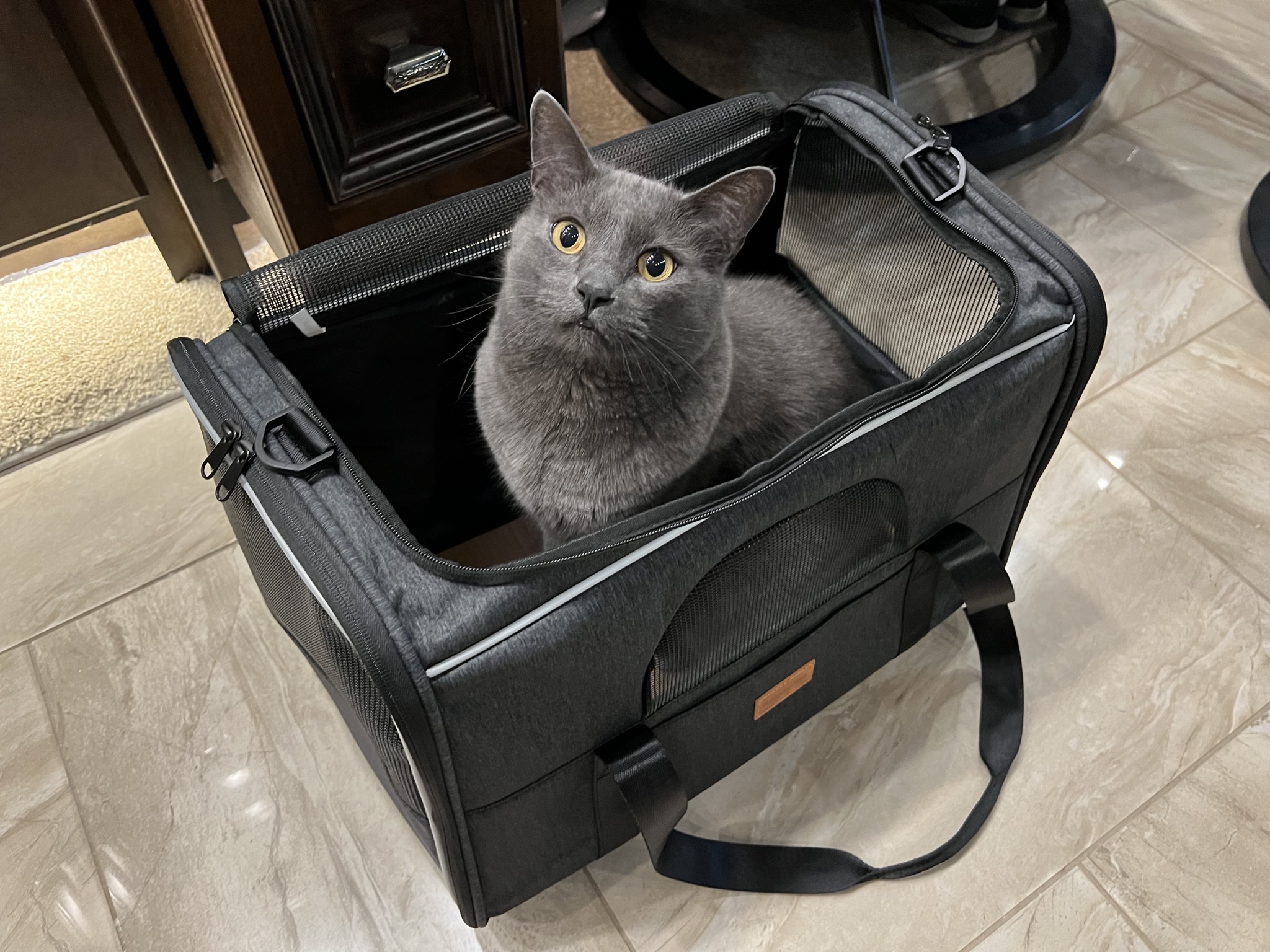 Paladin in cat carrier