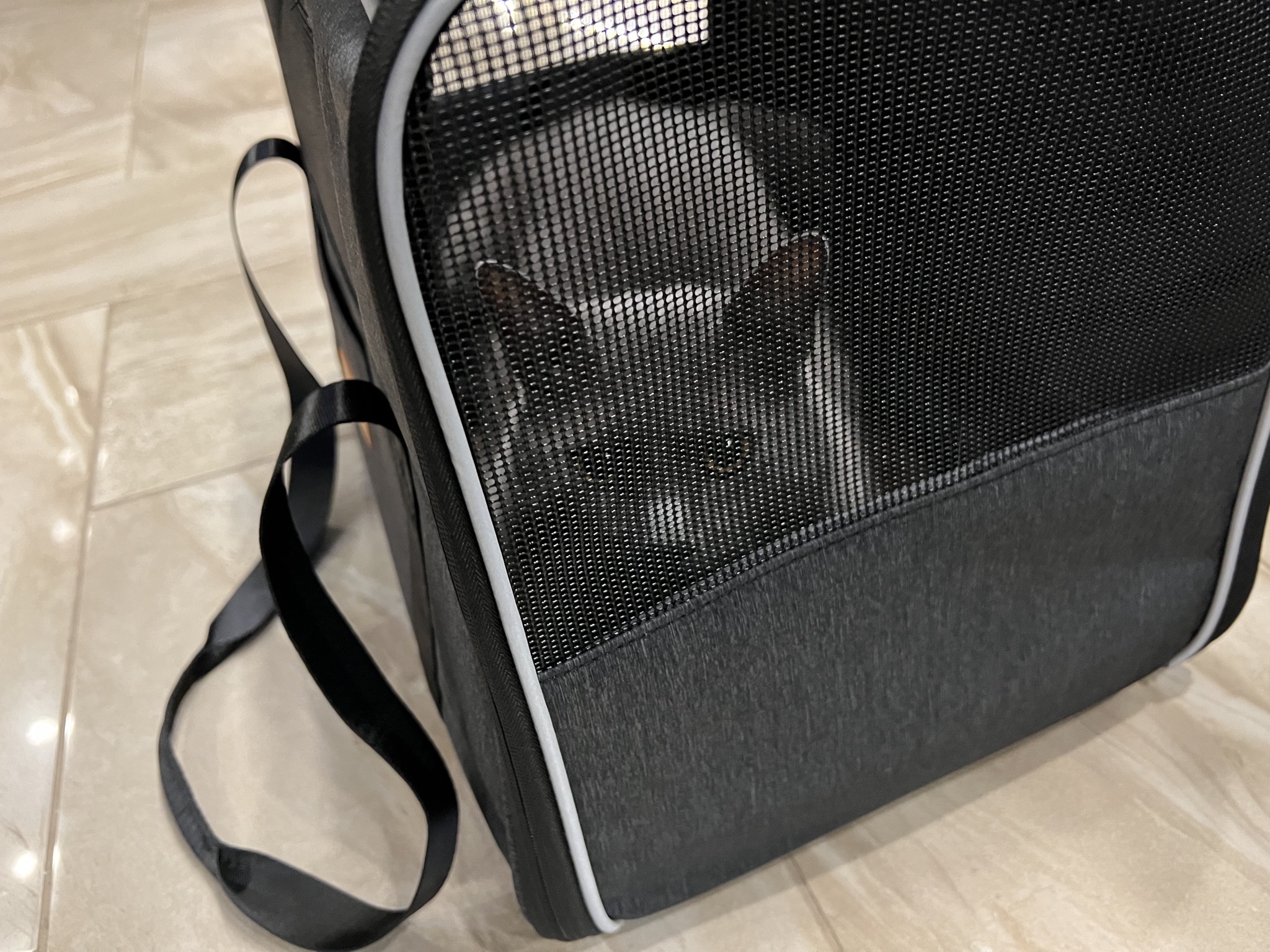 Paladin in cat carrier