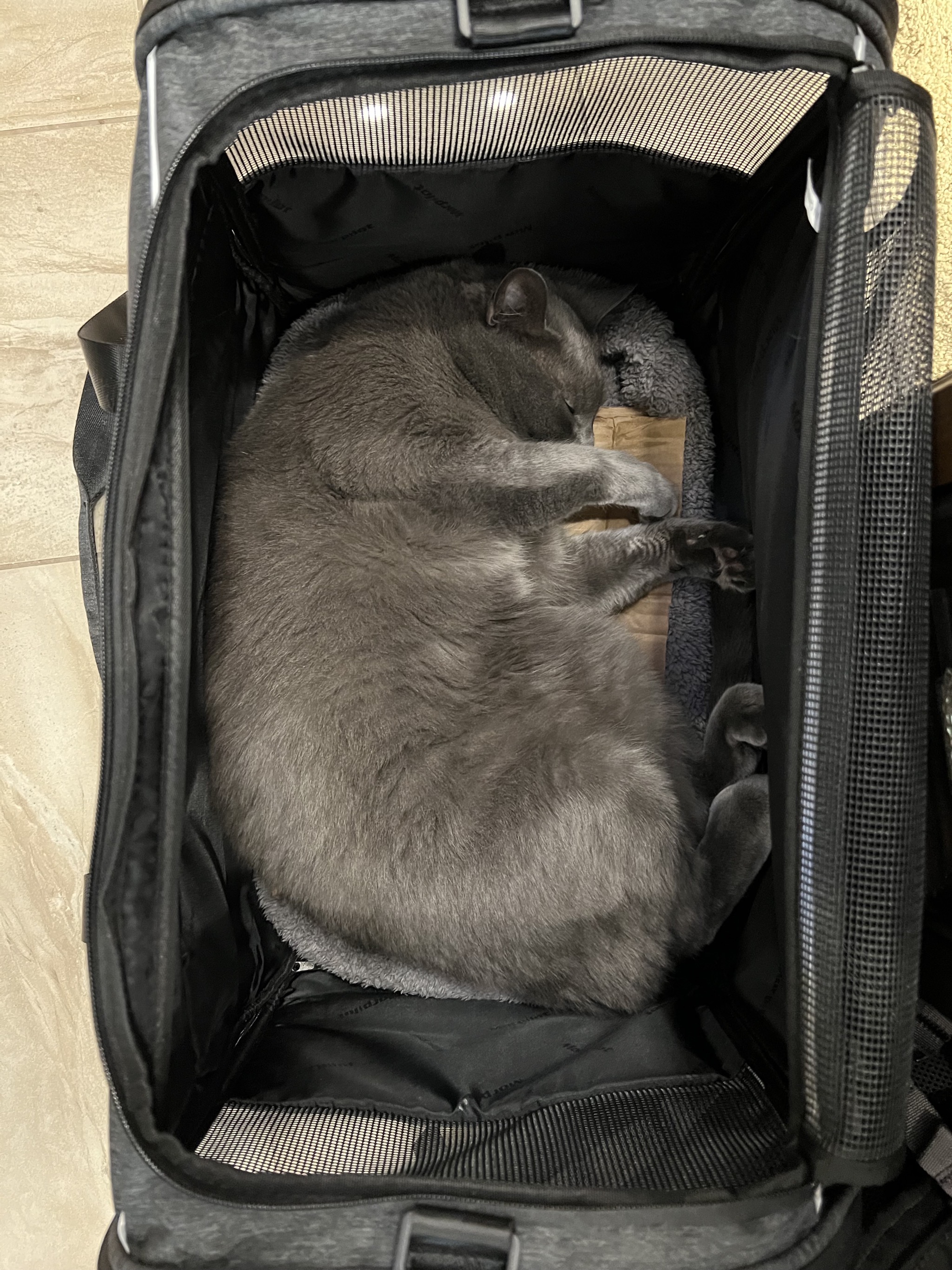 Paladin in cat carrier