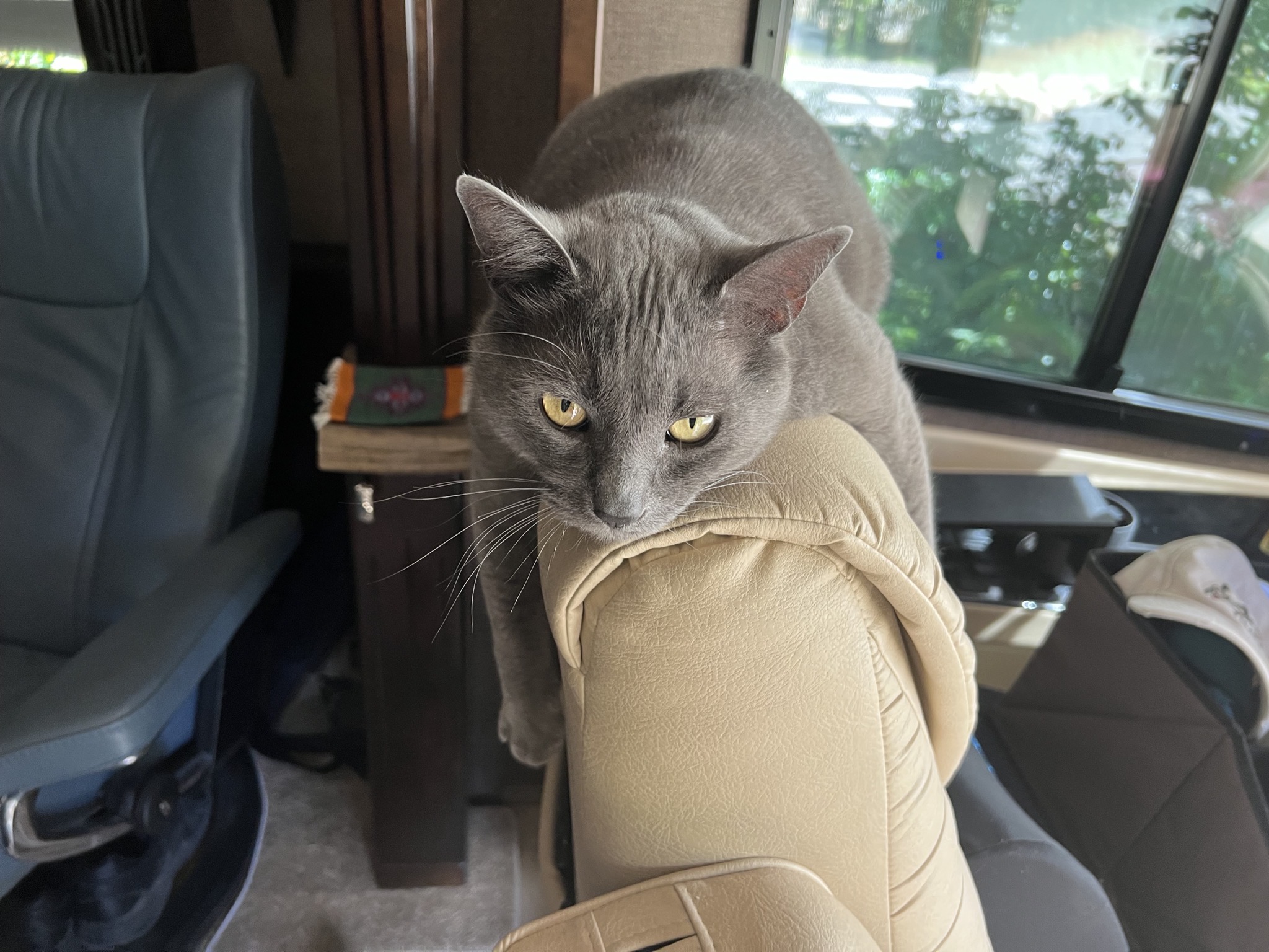 Paladin on the back of the driver chair