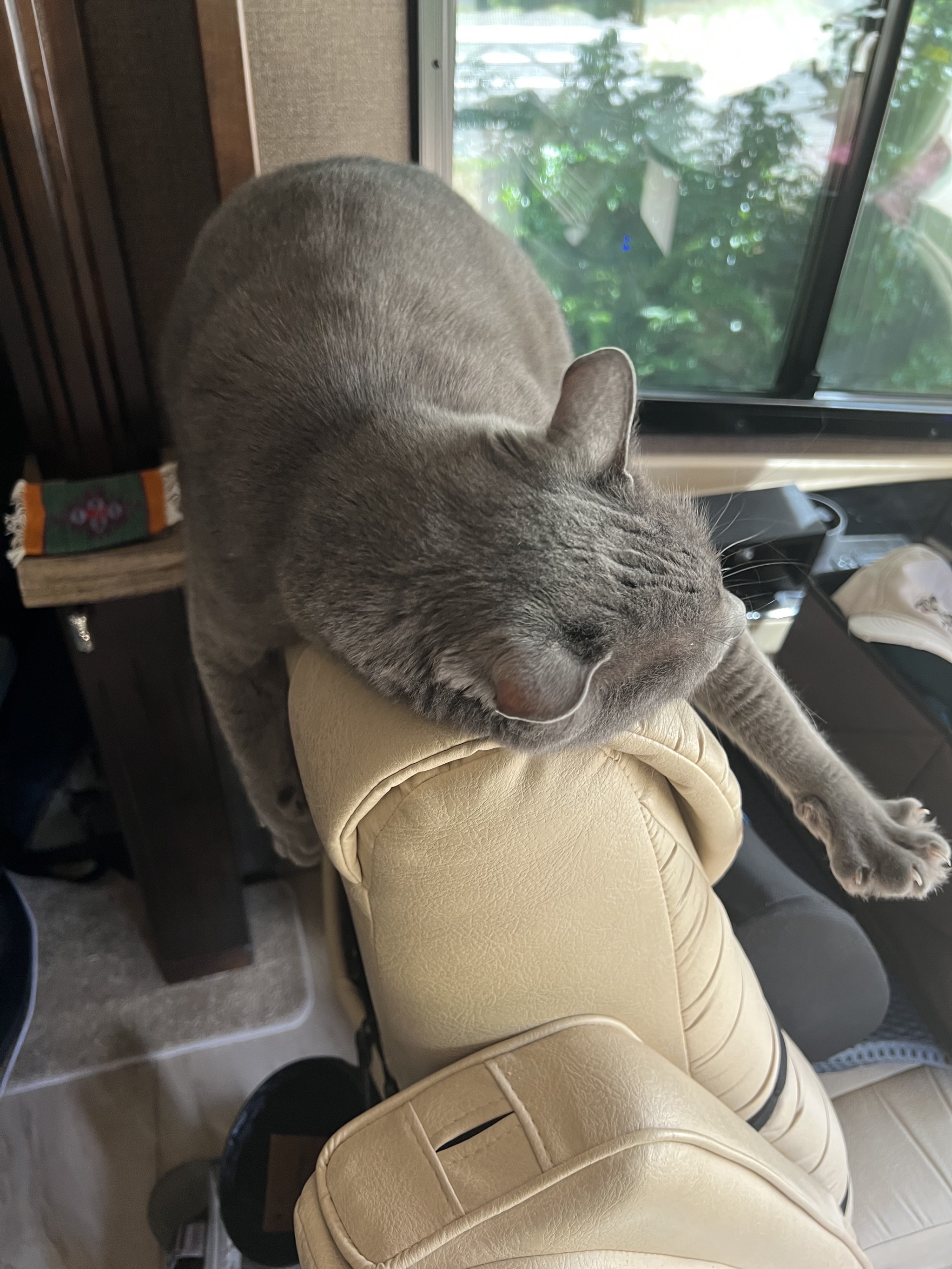 Paladin on the back of the driver chair