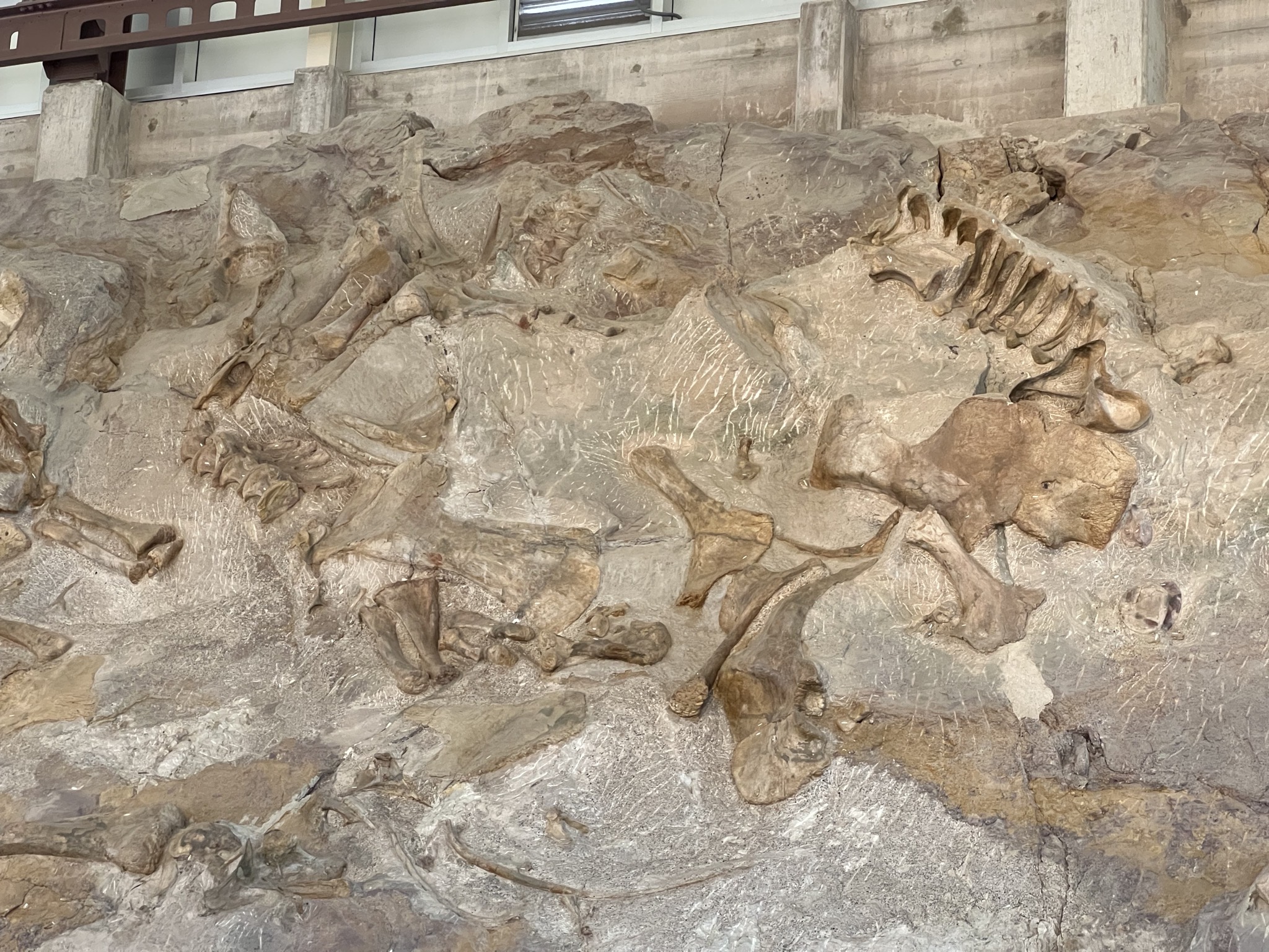 Wall of bones