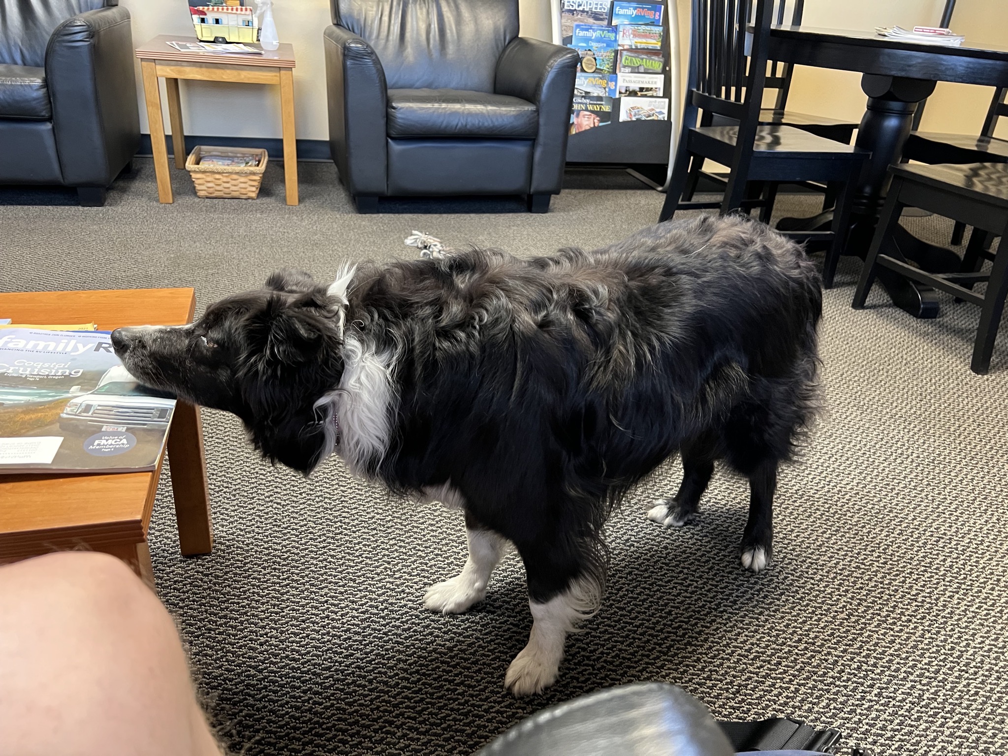 Dog