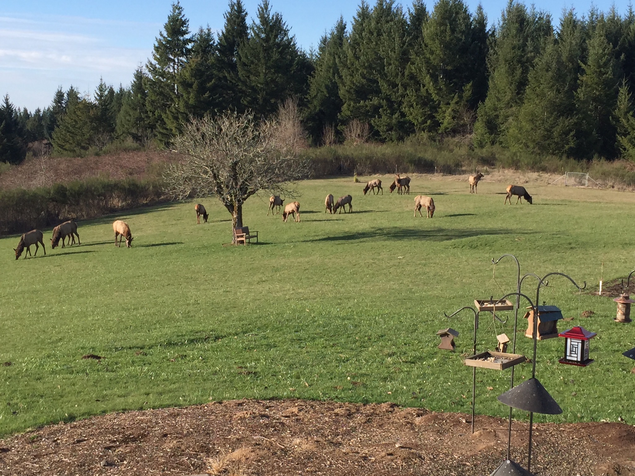 Elk