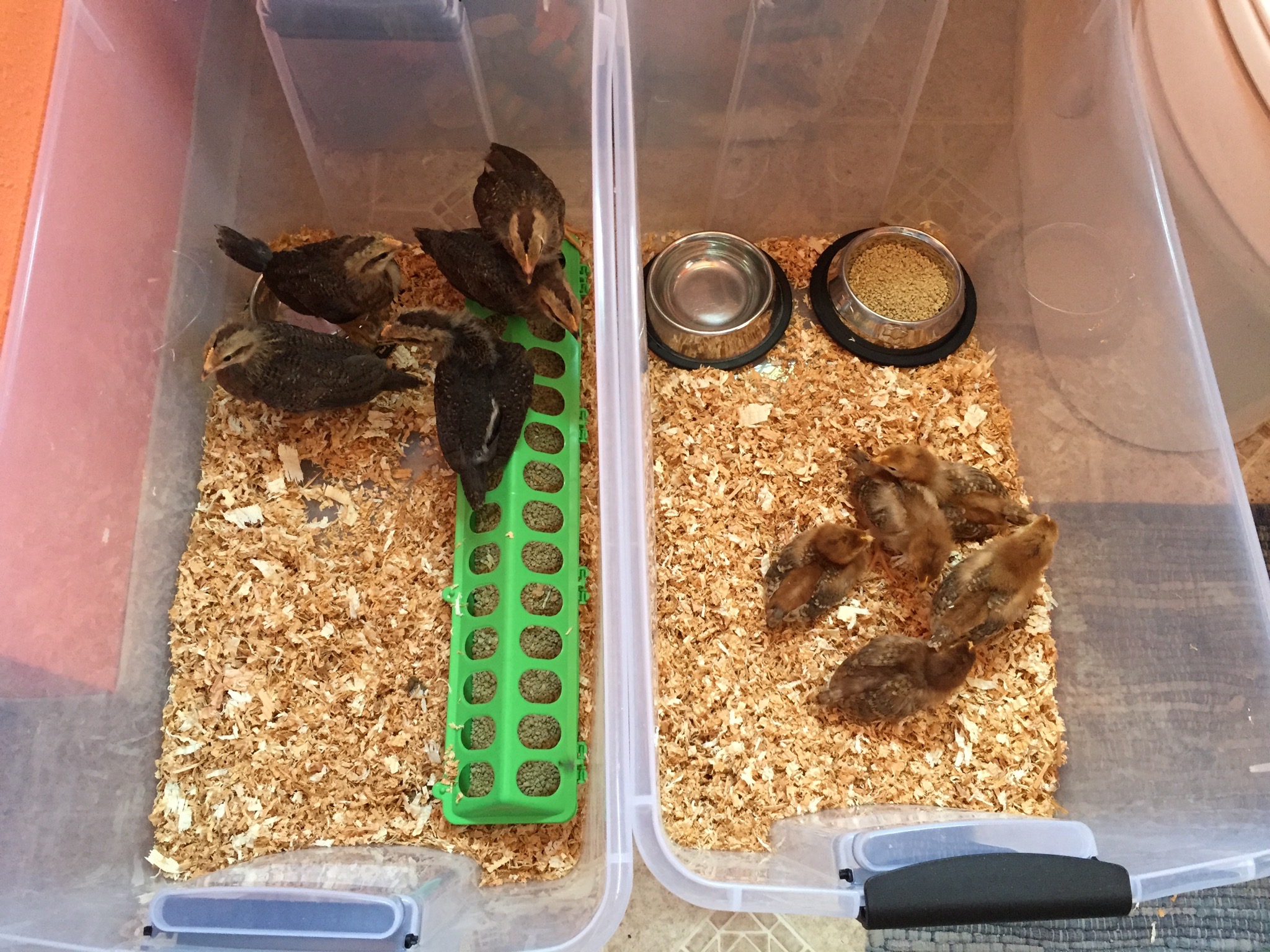 Chicks
