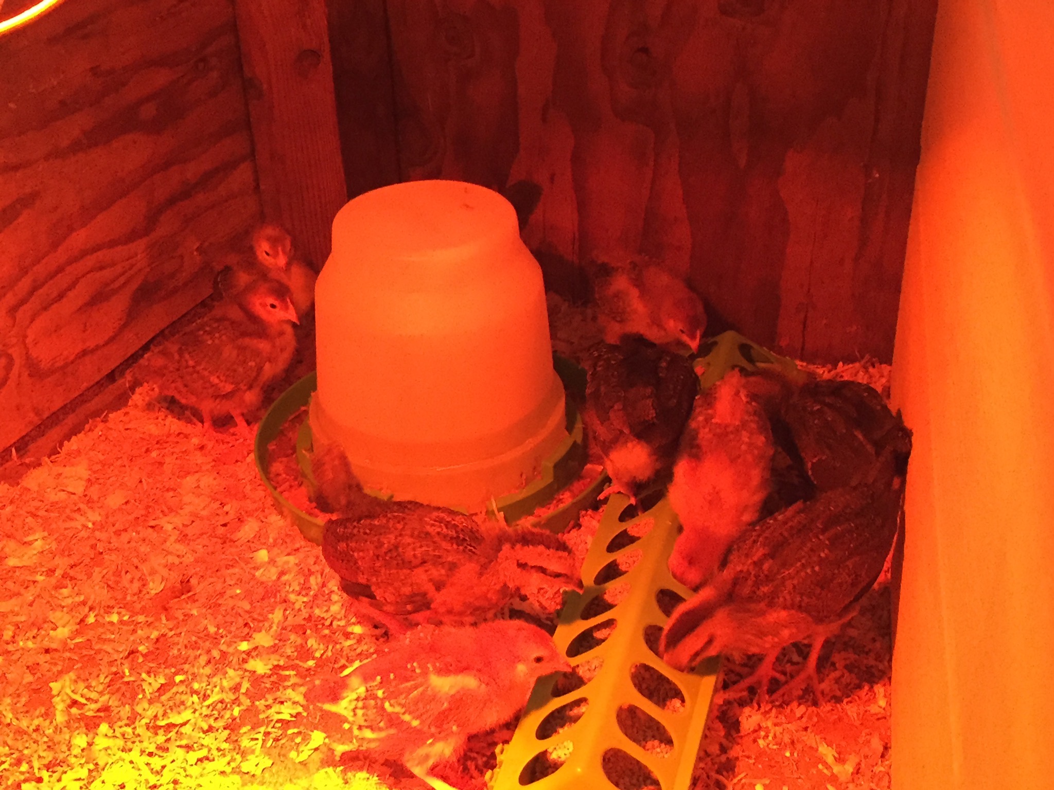 Chicks