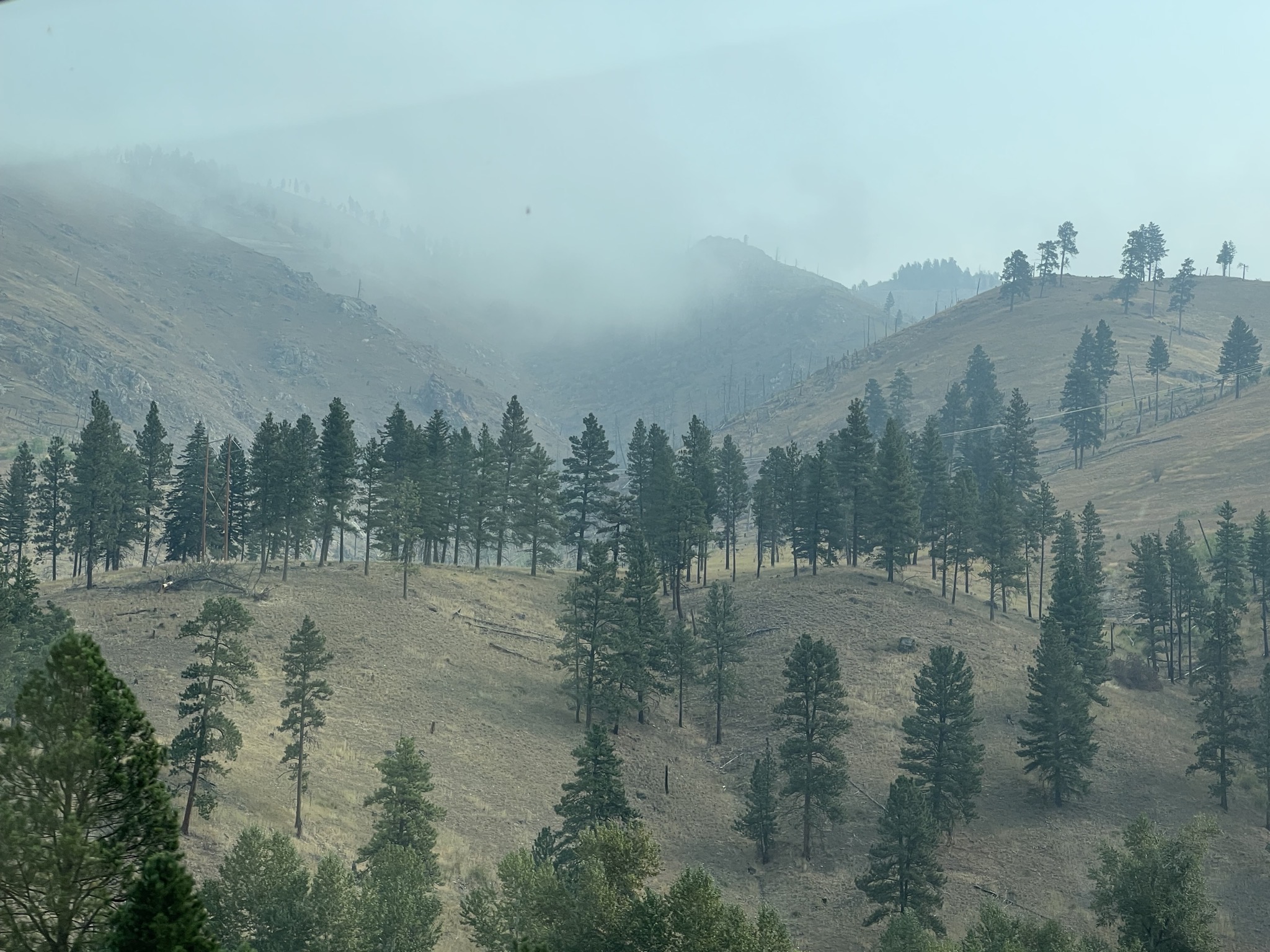 Smoky trees