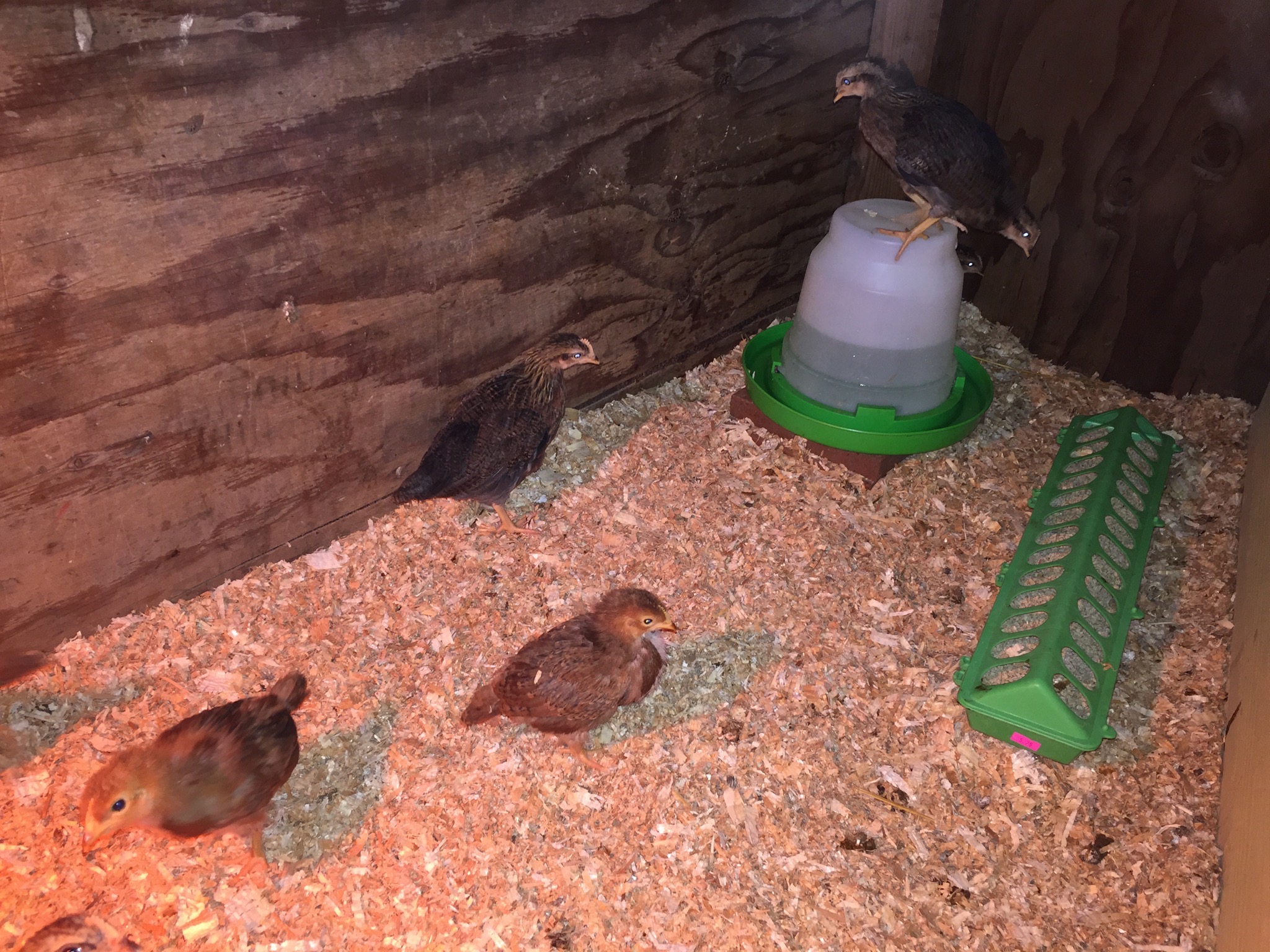 Chicks