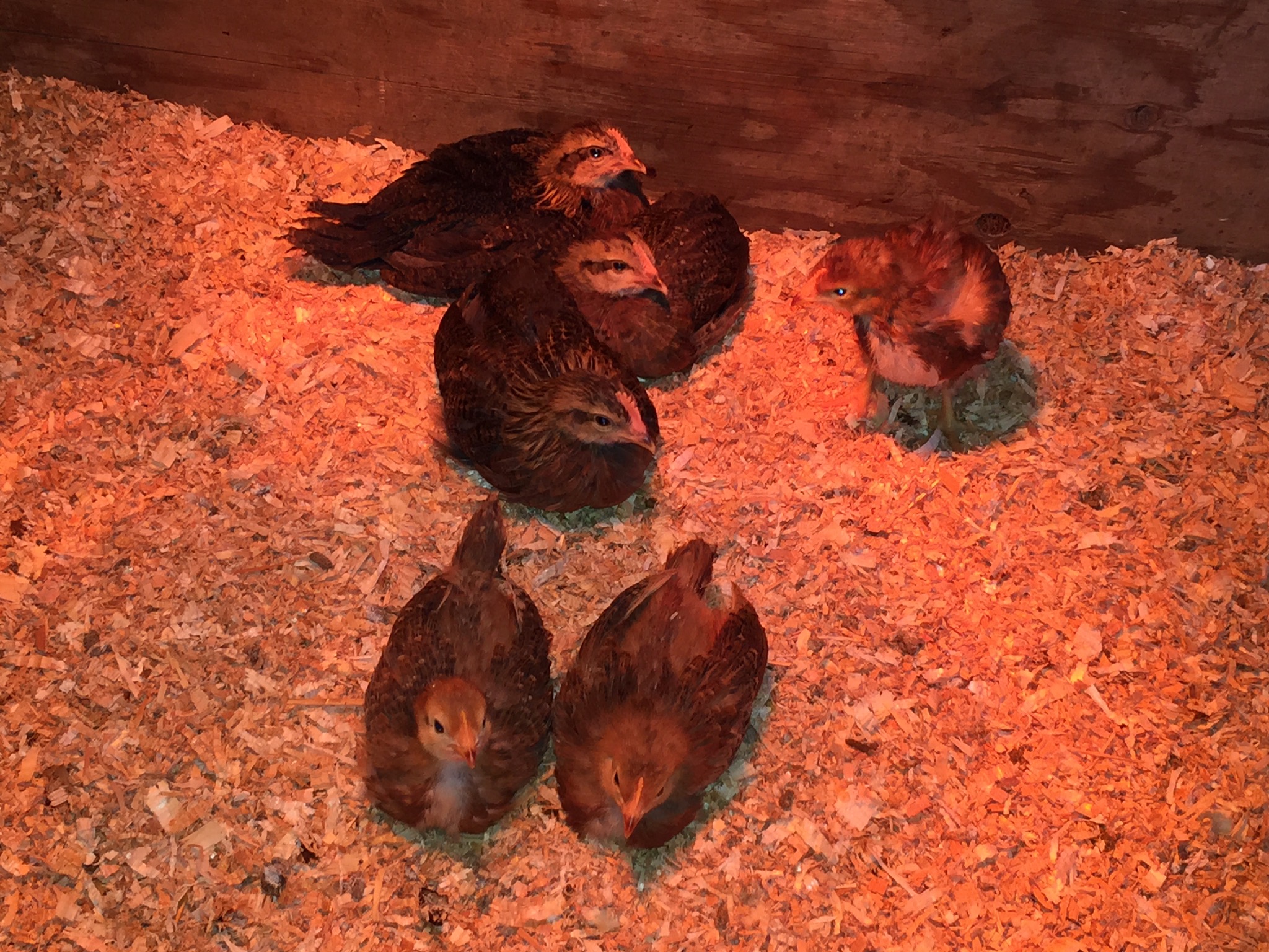 Chicks