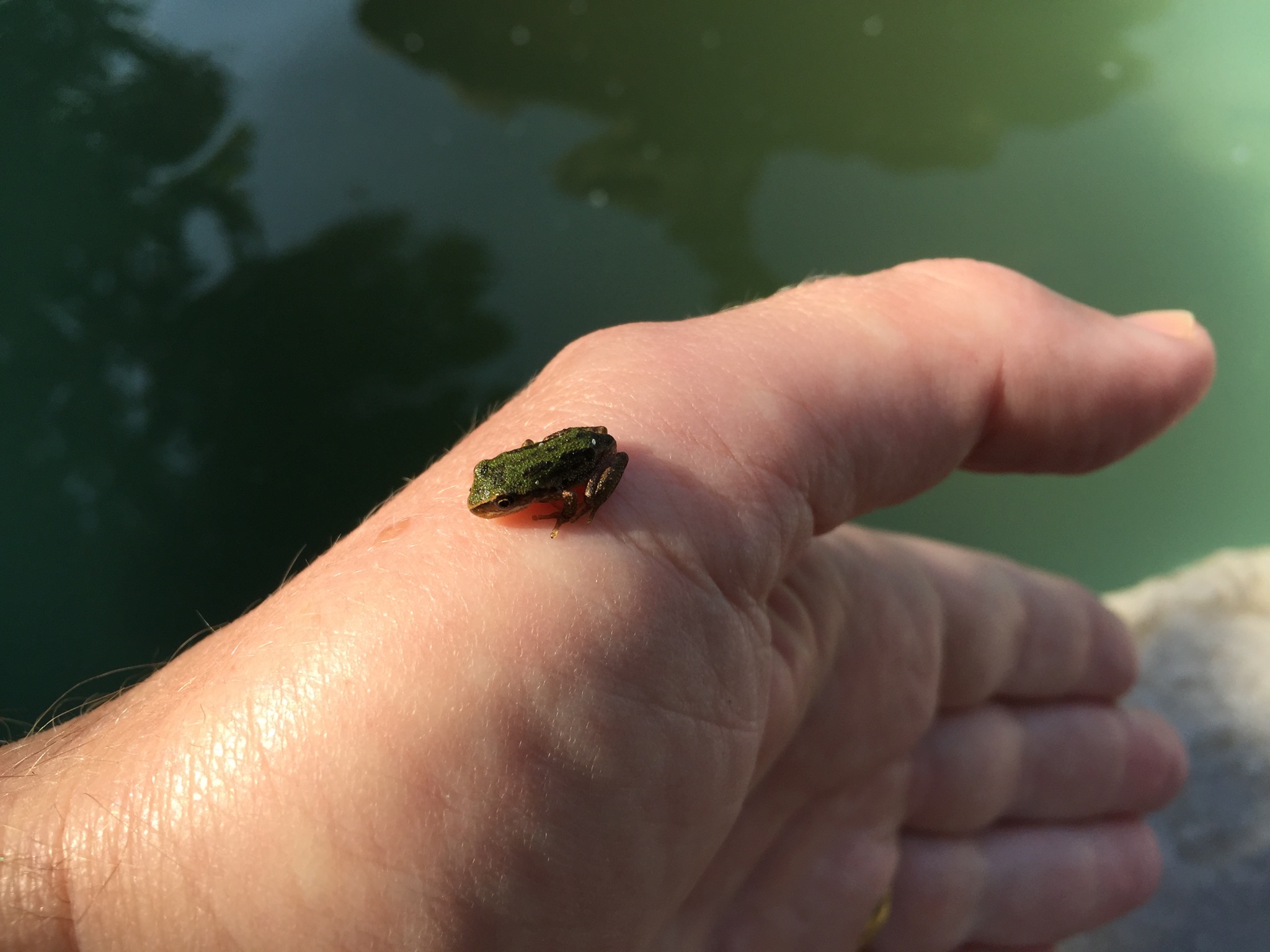 Frog on hand
