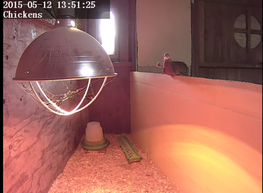 Chicks