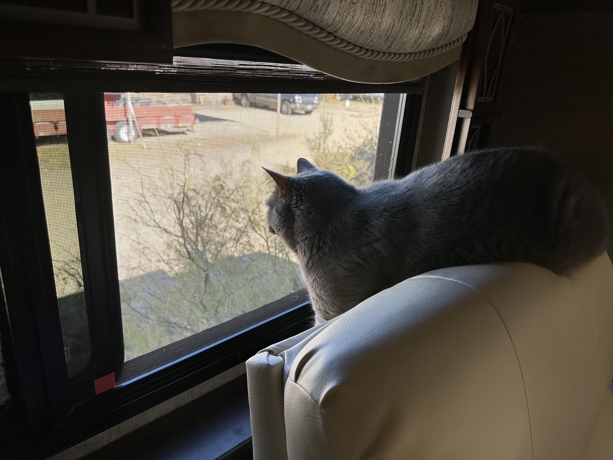 Paladin watching birds