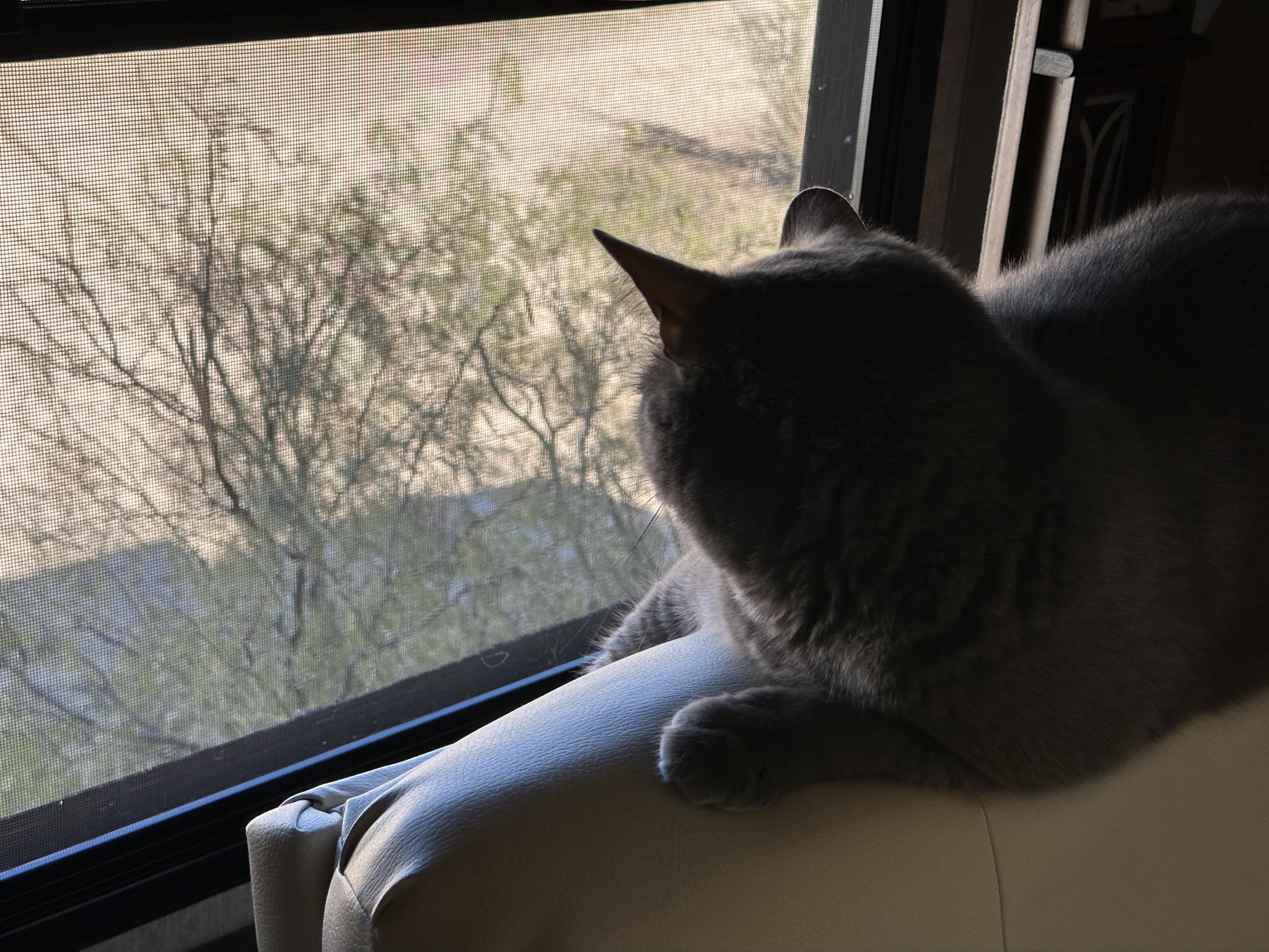 Paladin watching birds