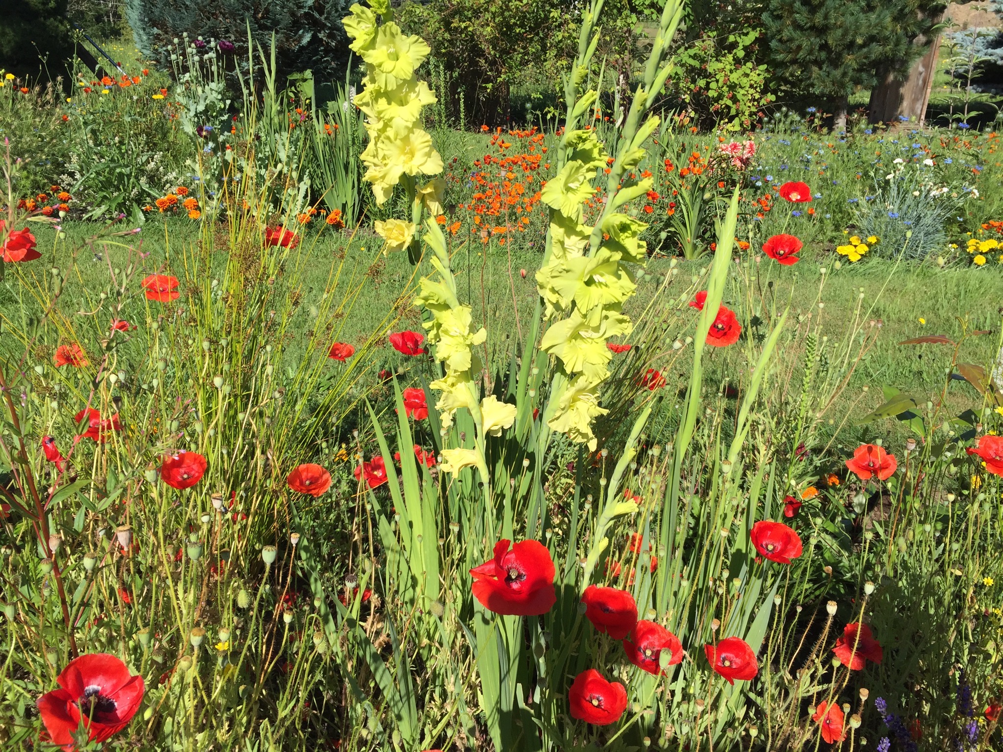 Flowerbeds