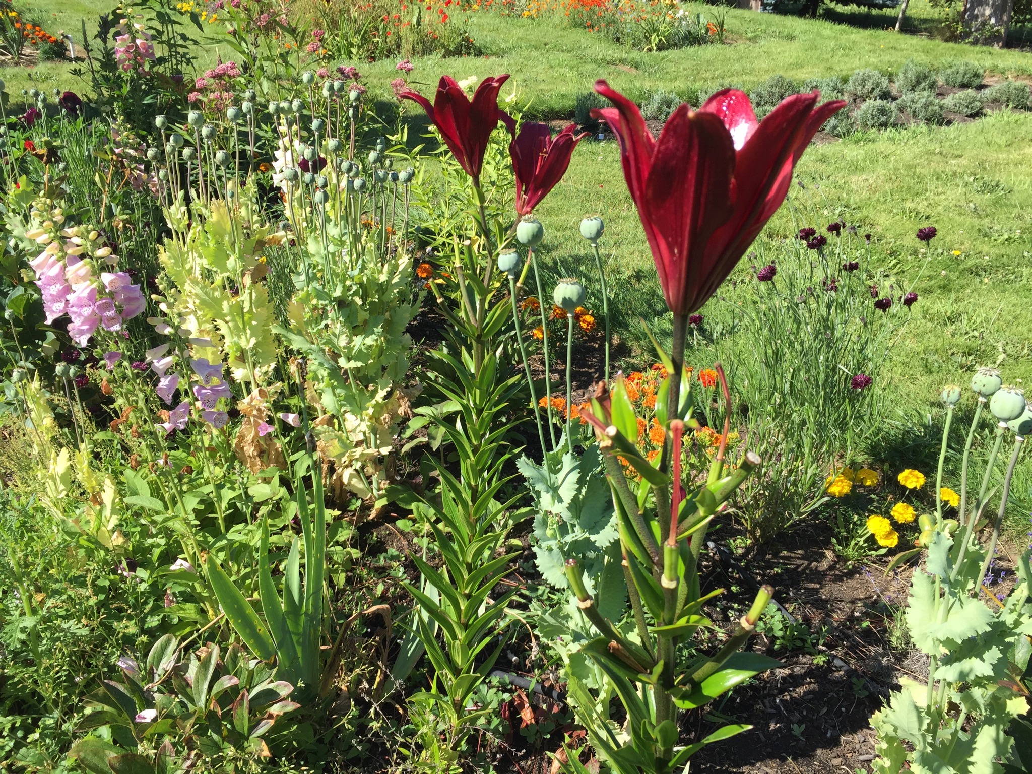 Flowerbeds