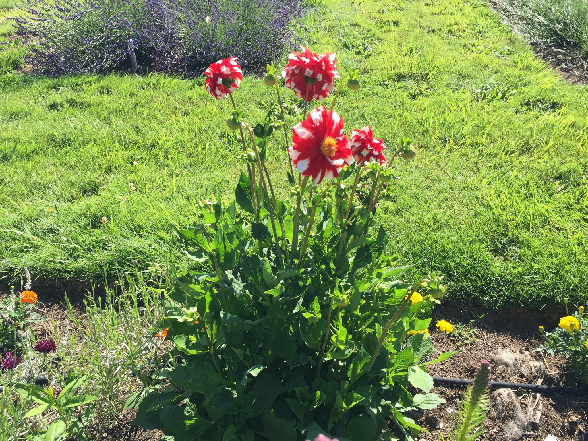 Flowerbeds