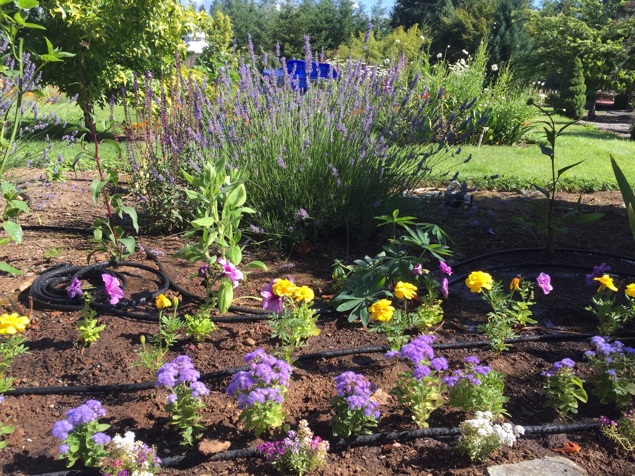 Flowerbeds