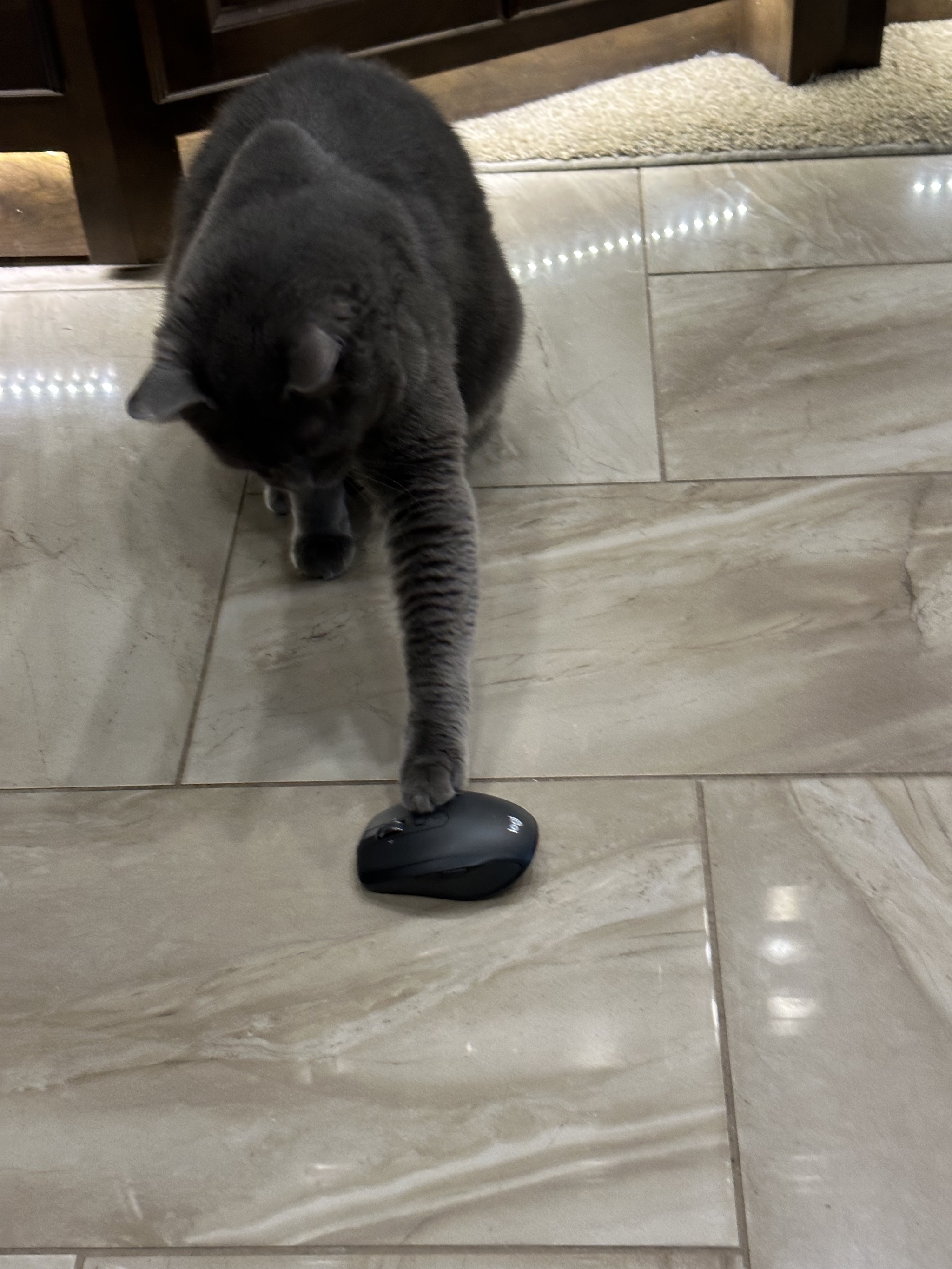 Paladin caught a mouse
