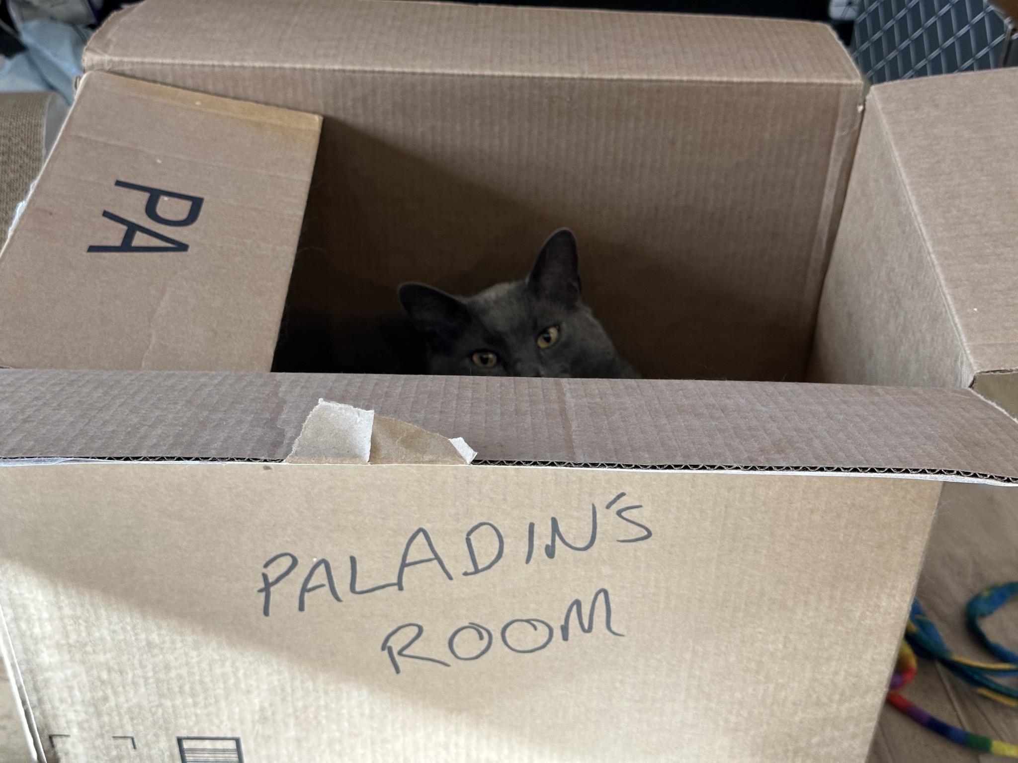 Paladin in his room