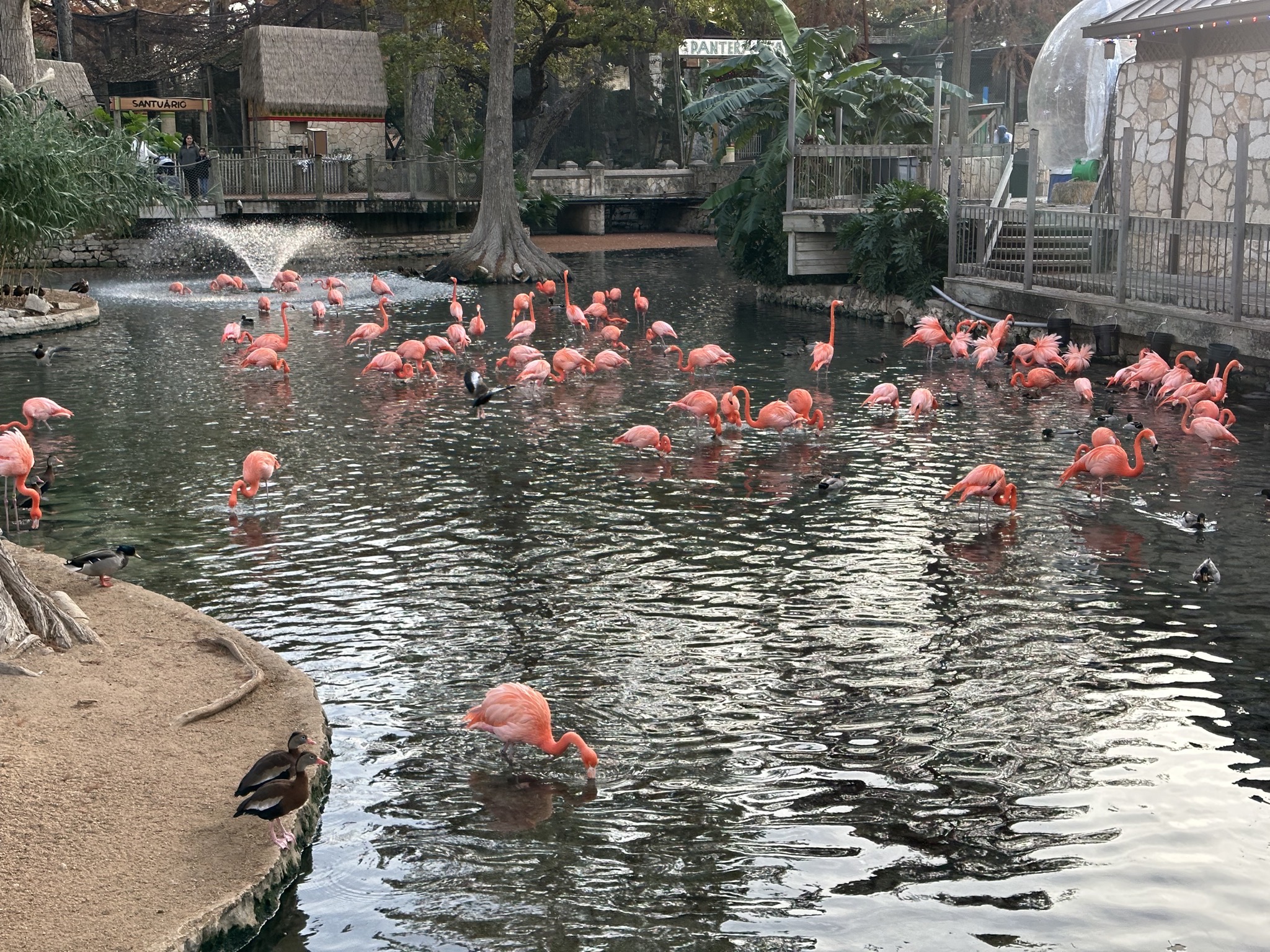 Flamingos