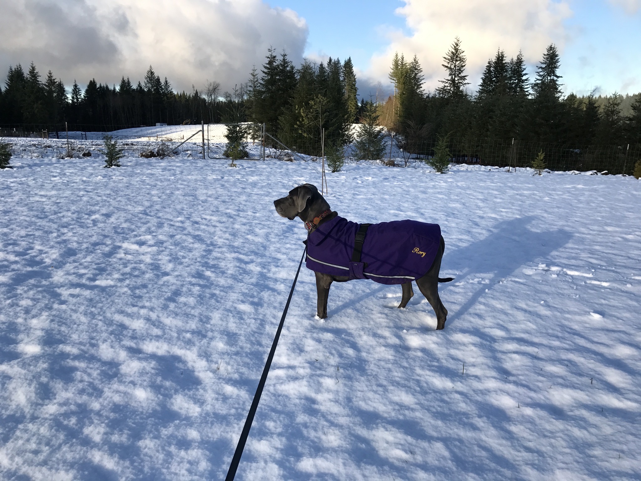 Rory in snow
