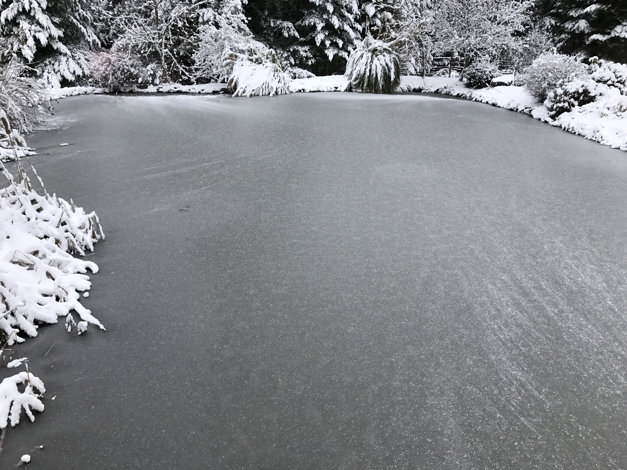 Snowy pond