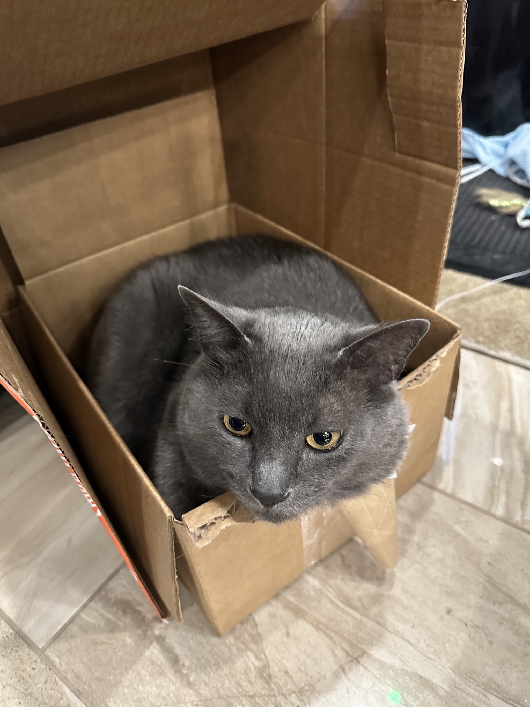 Paladin in a box