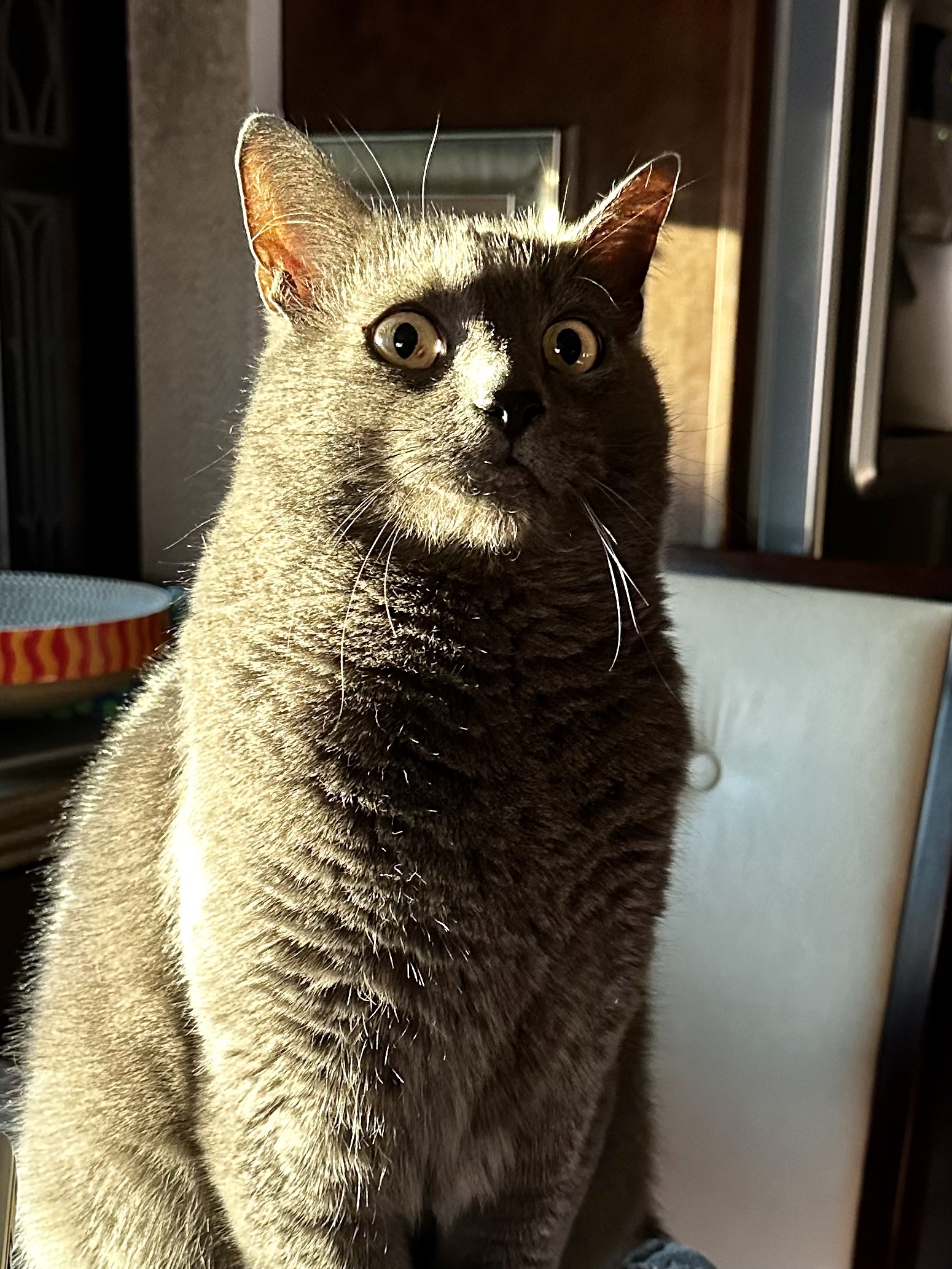 Paladin with big eyes