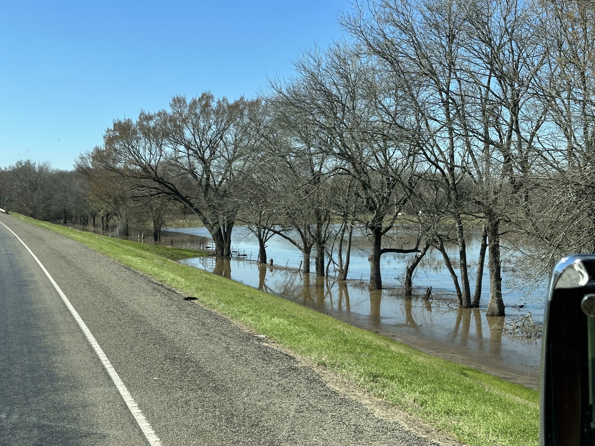 Flooded trees