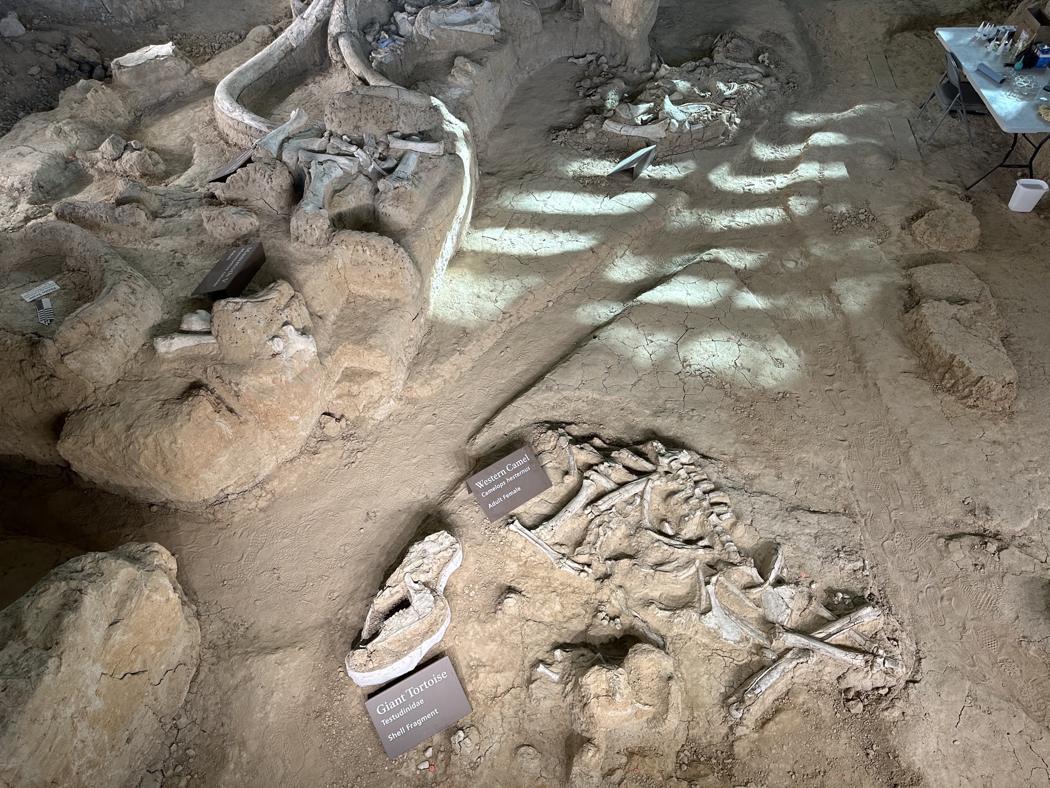 Waco Mammoth National Monument