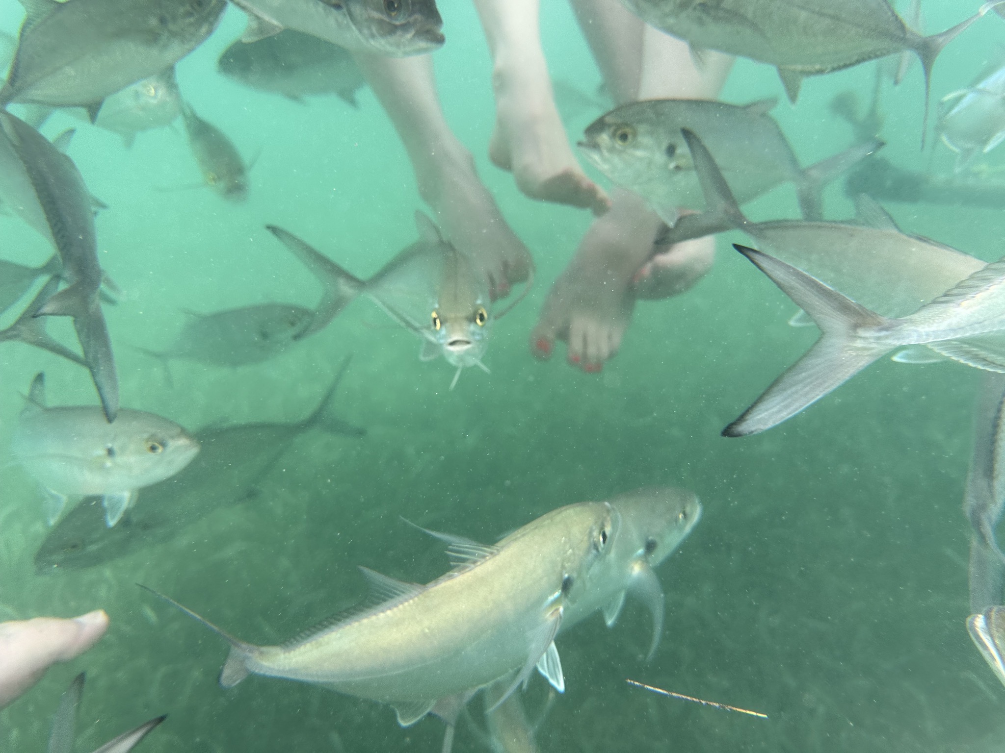 Fish