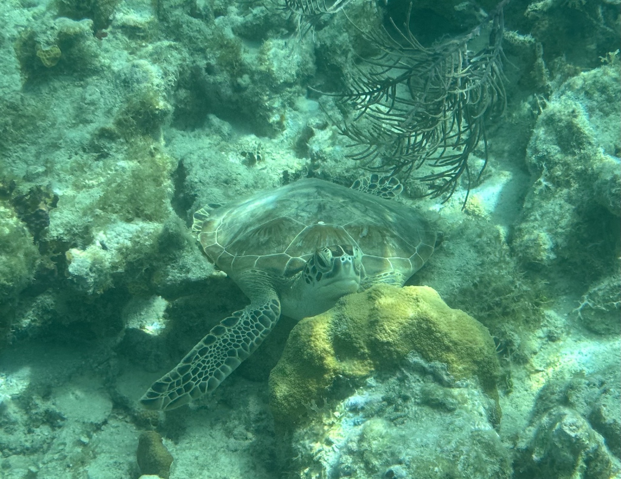 Turtle