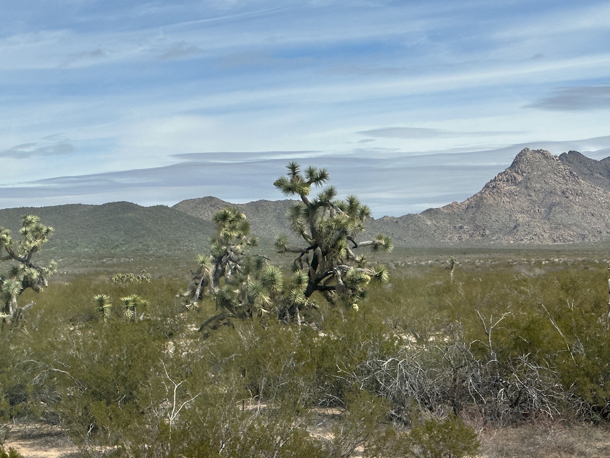 Joshua trees