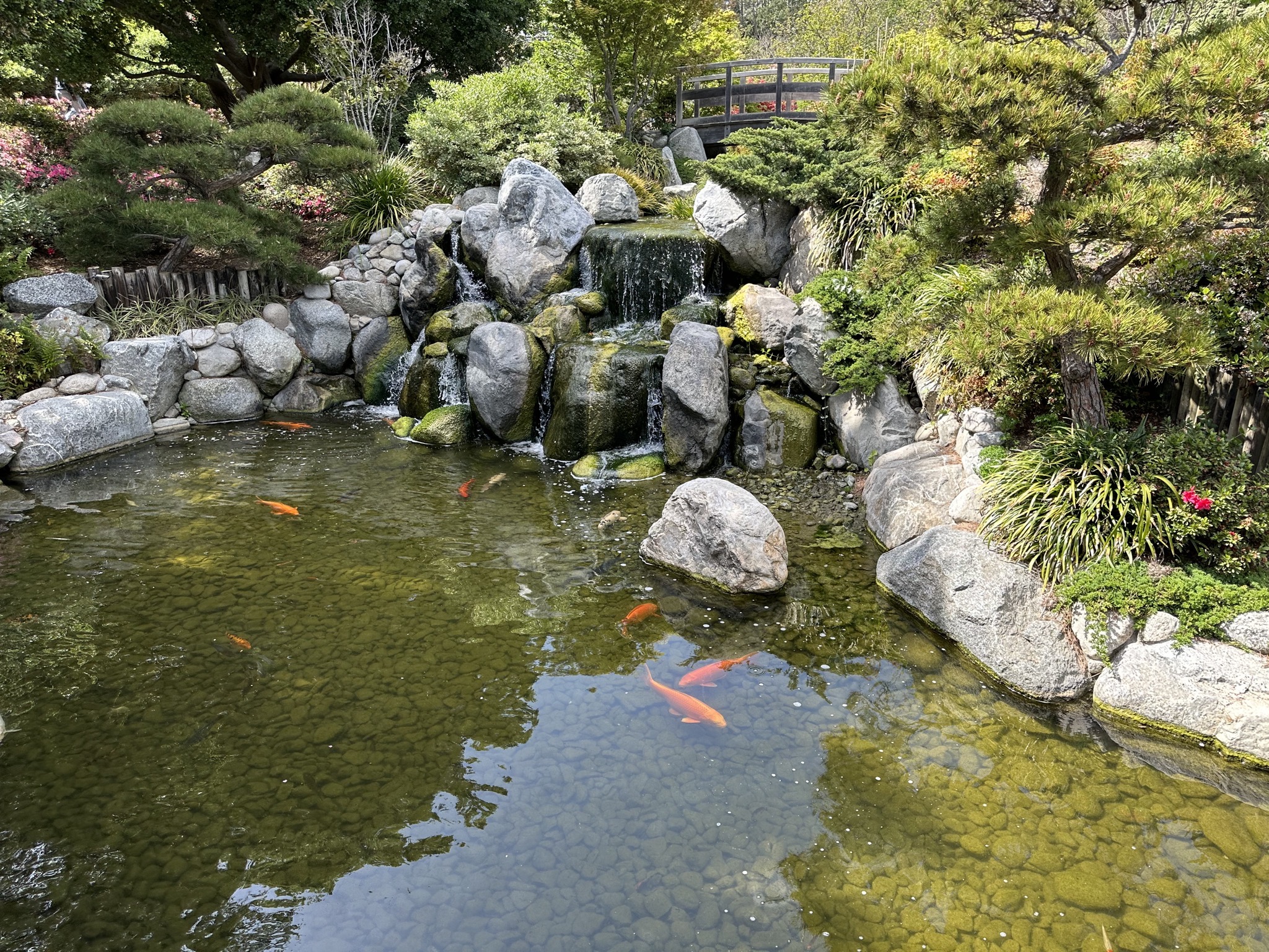 Koi pond