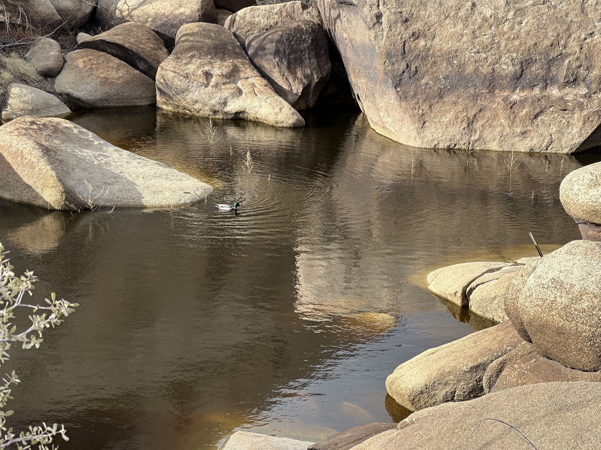 Duck