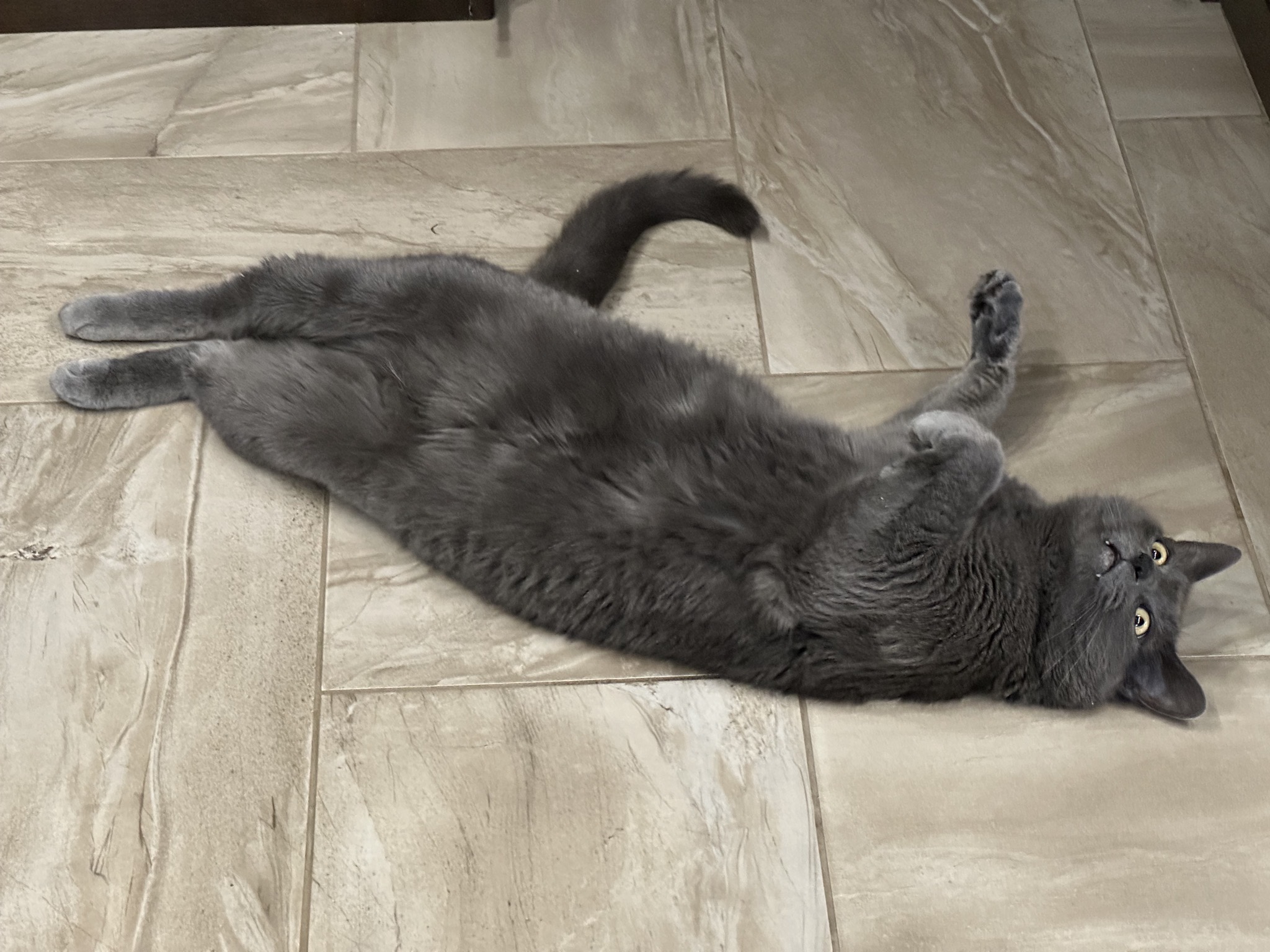 Cat lying on his back on tile floor