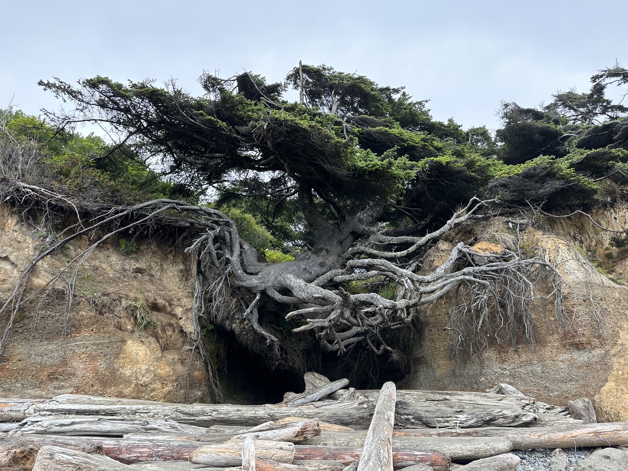 Tree over a cave