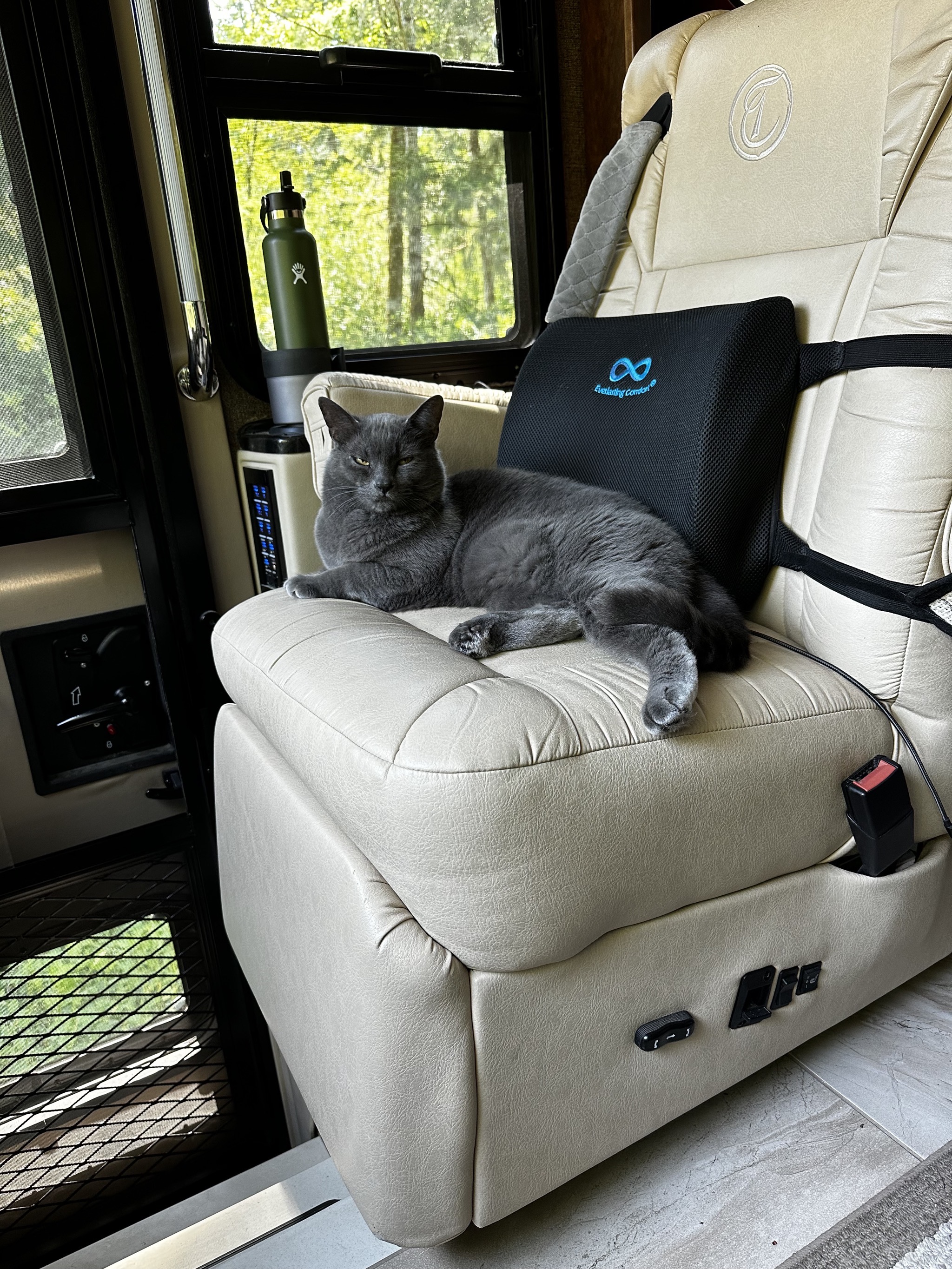 Cat on passenger chair