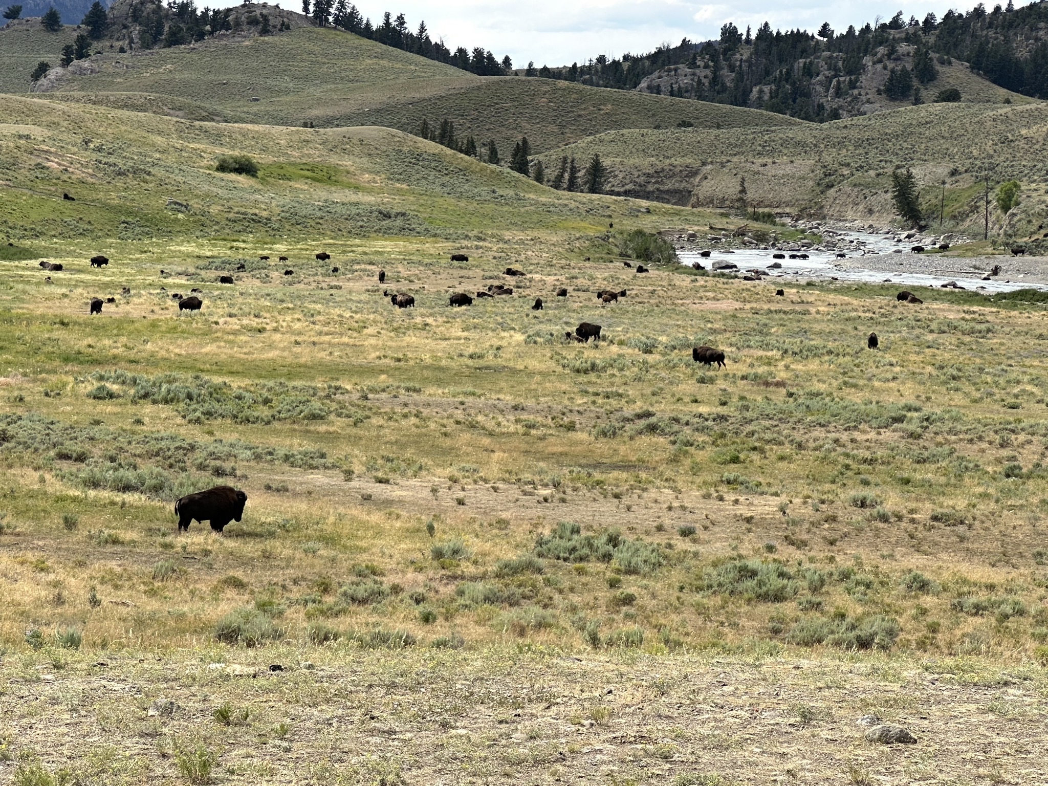Bison in a field
