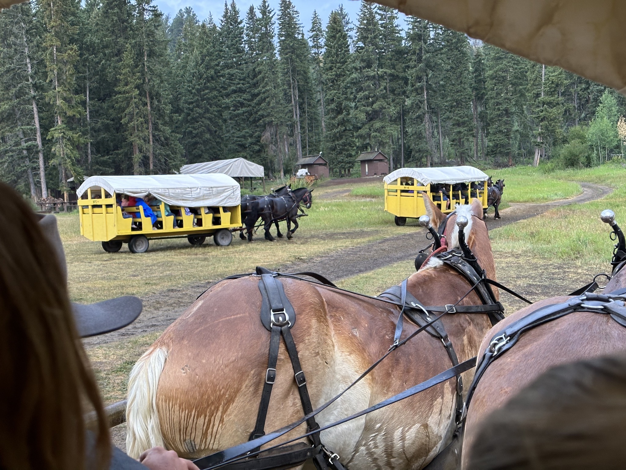 Horses and wagons