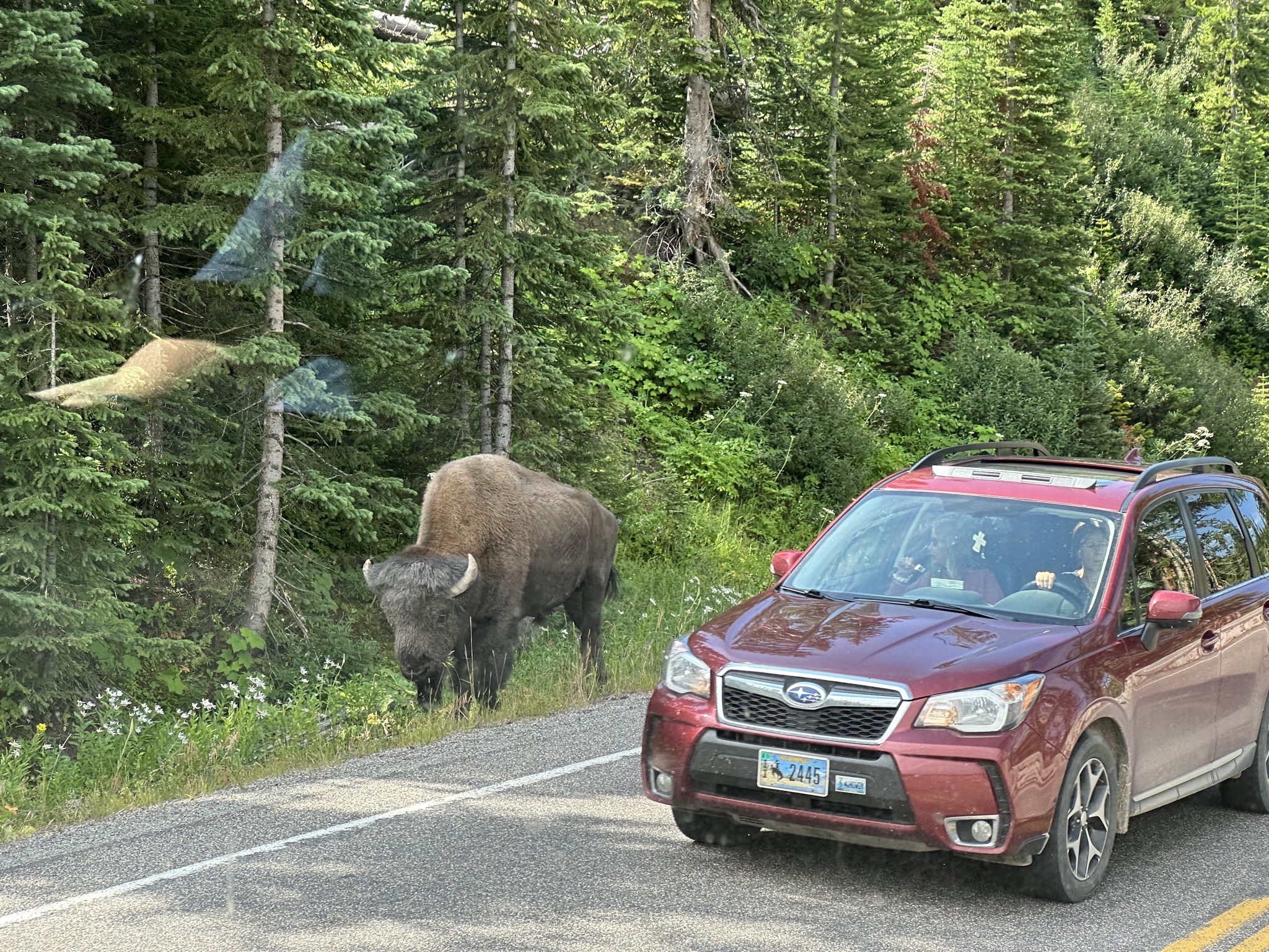 Bison by the side of the road