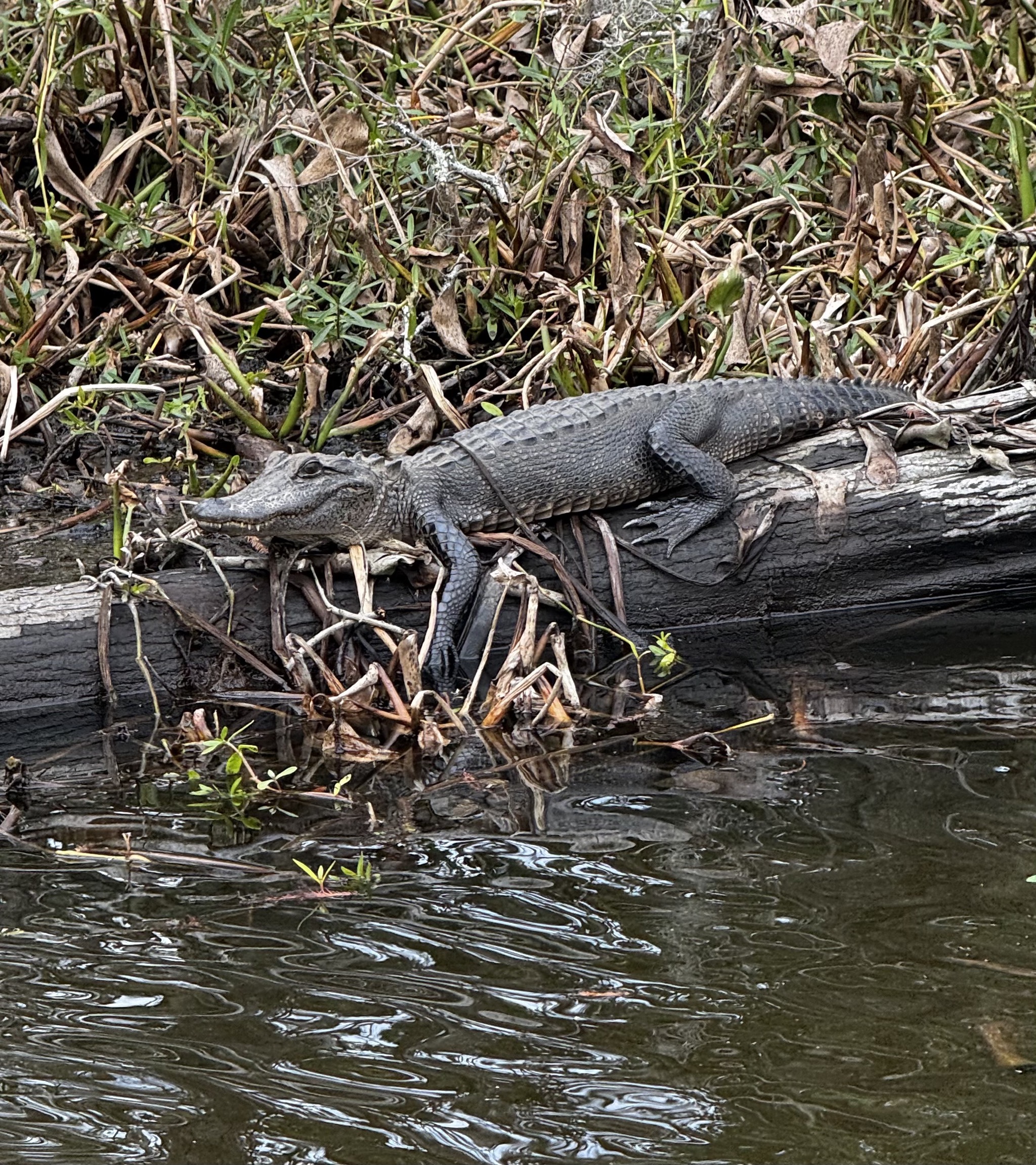 Alligator on a log