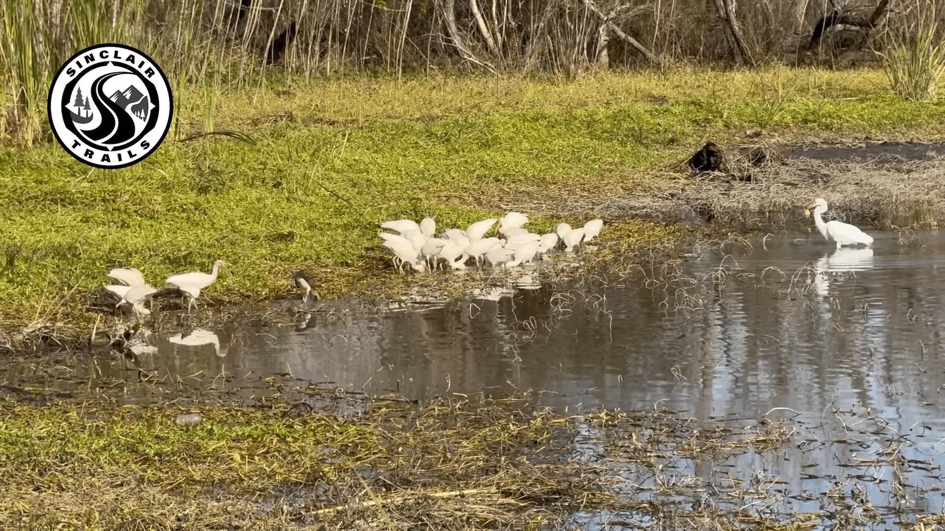 Thumbnail with birds and water
