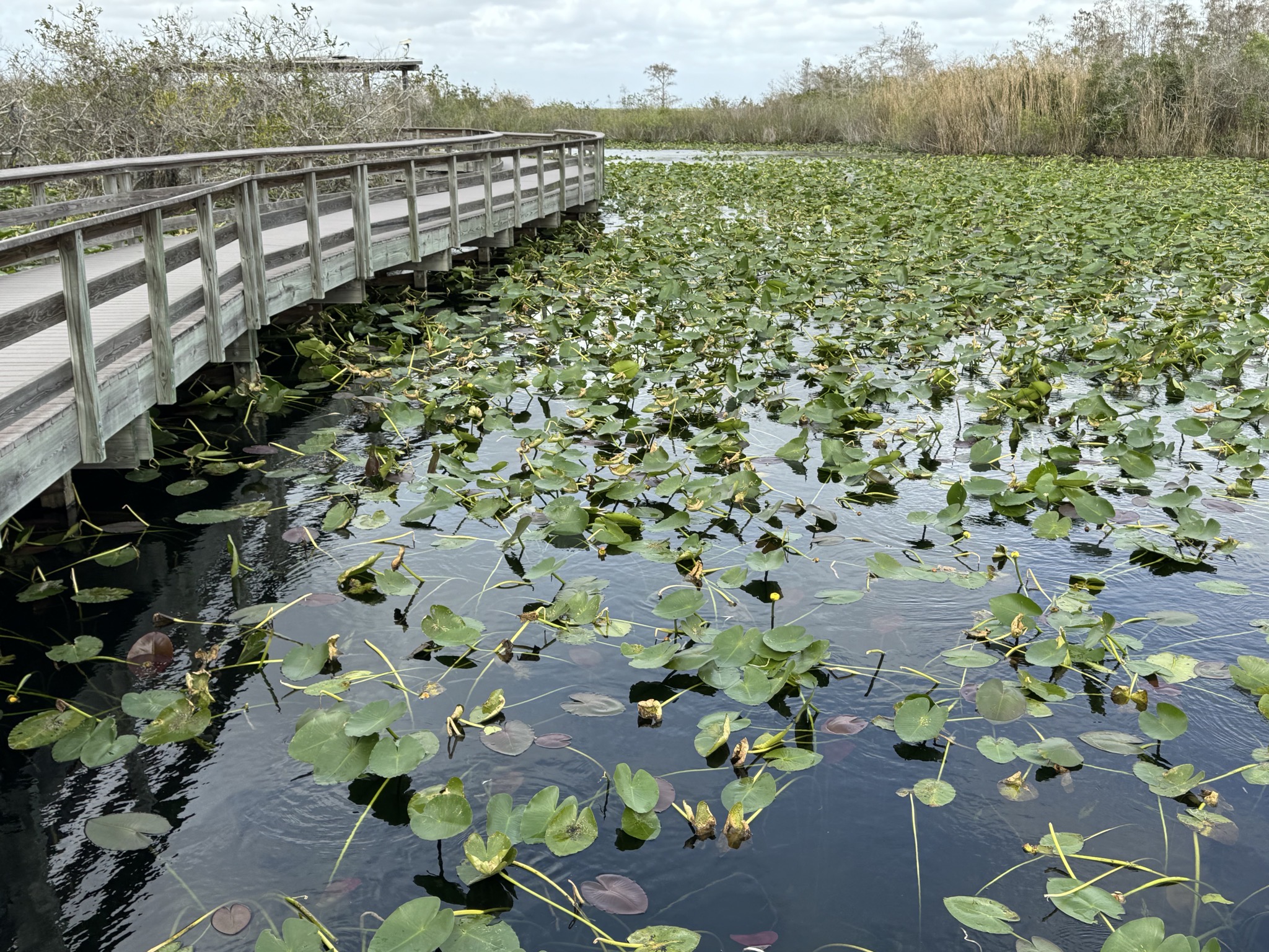 Lillypads in clear water with a boardwalk