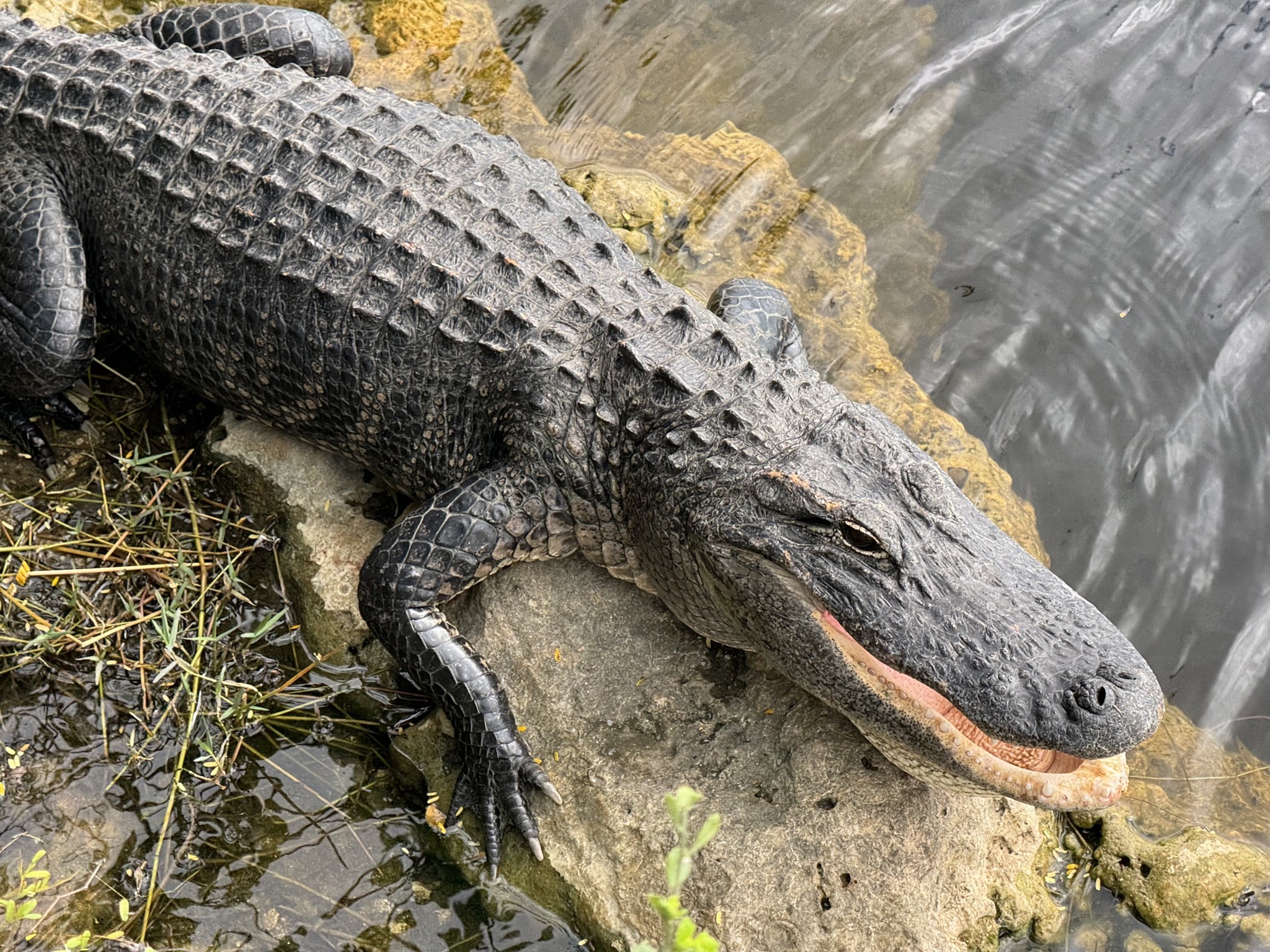 Alligator