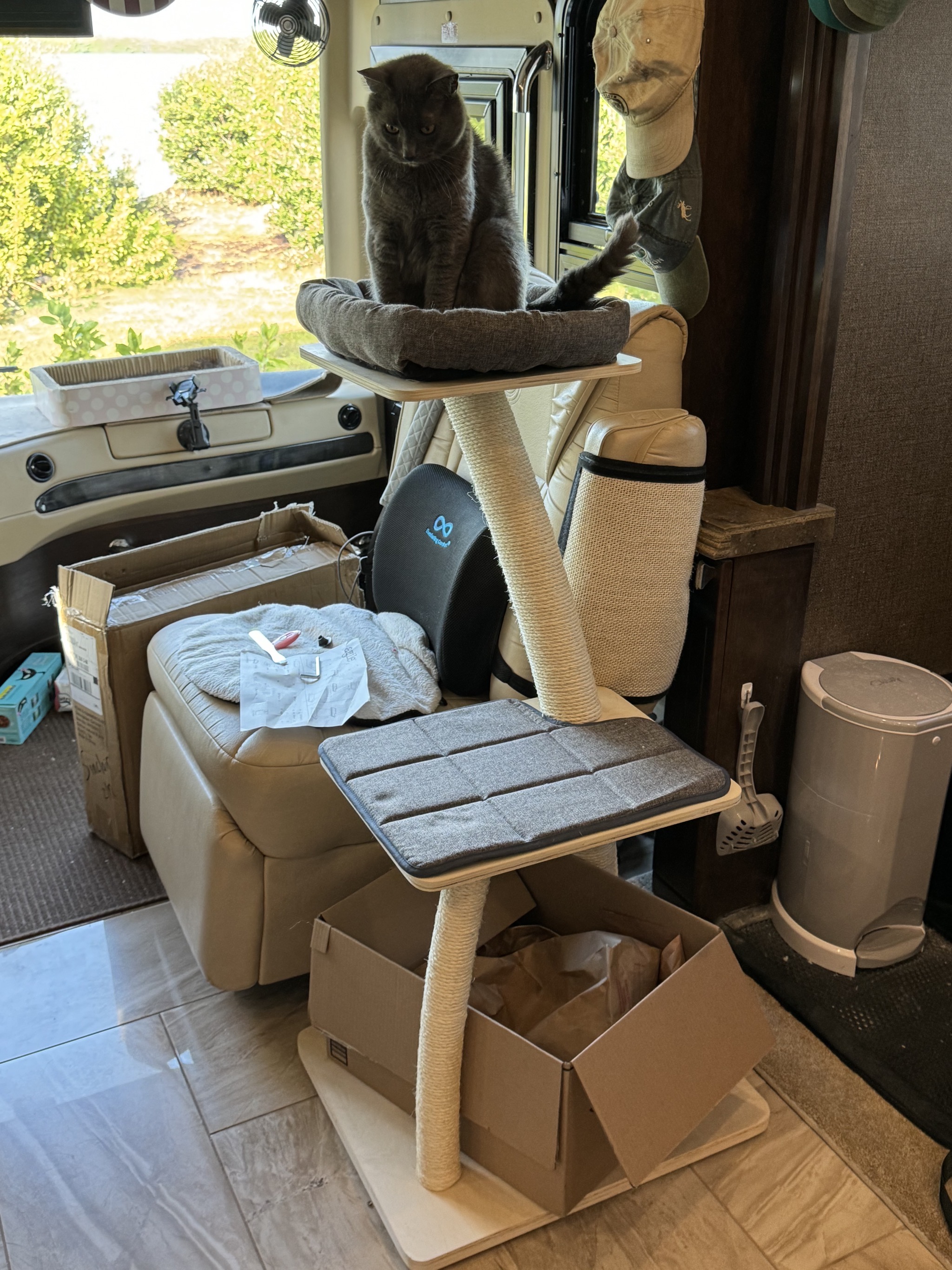 Paladin in new cat tower