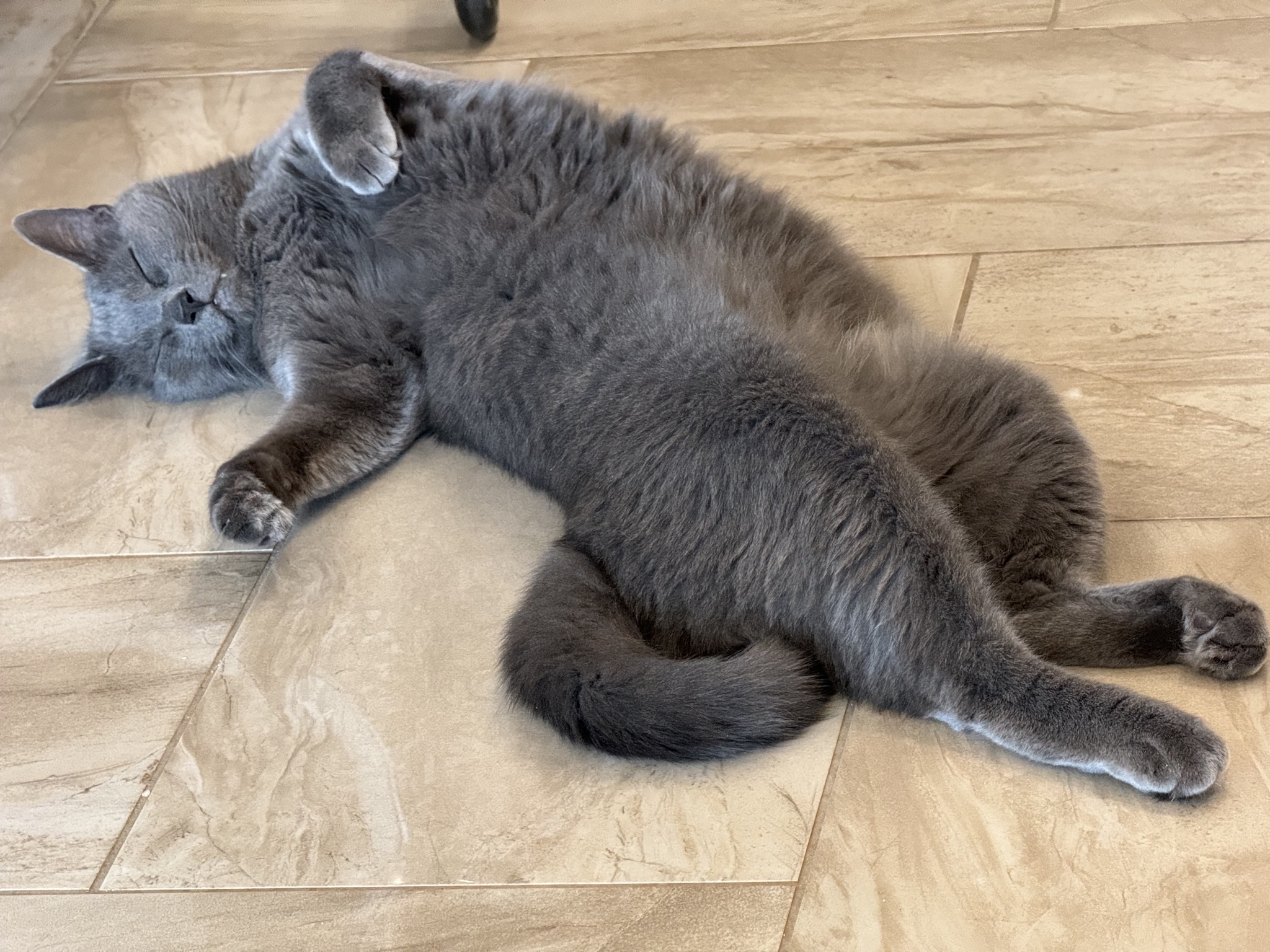 Cat sprawled on heated tile floor