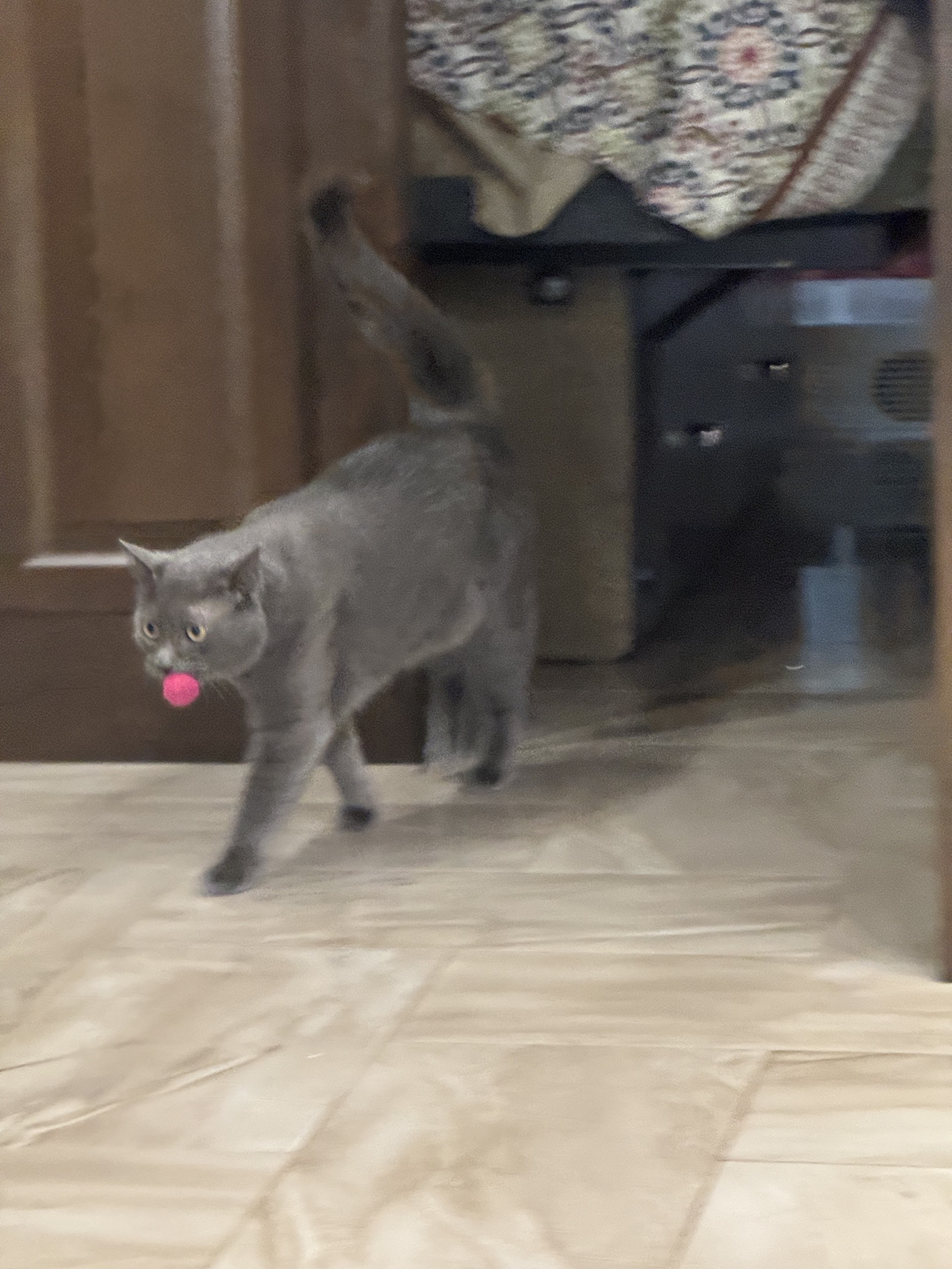 Paladin with his red ball